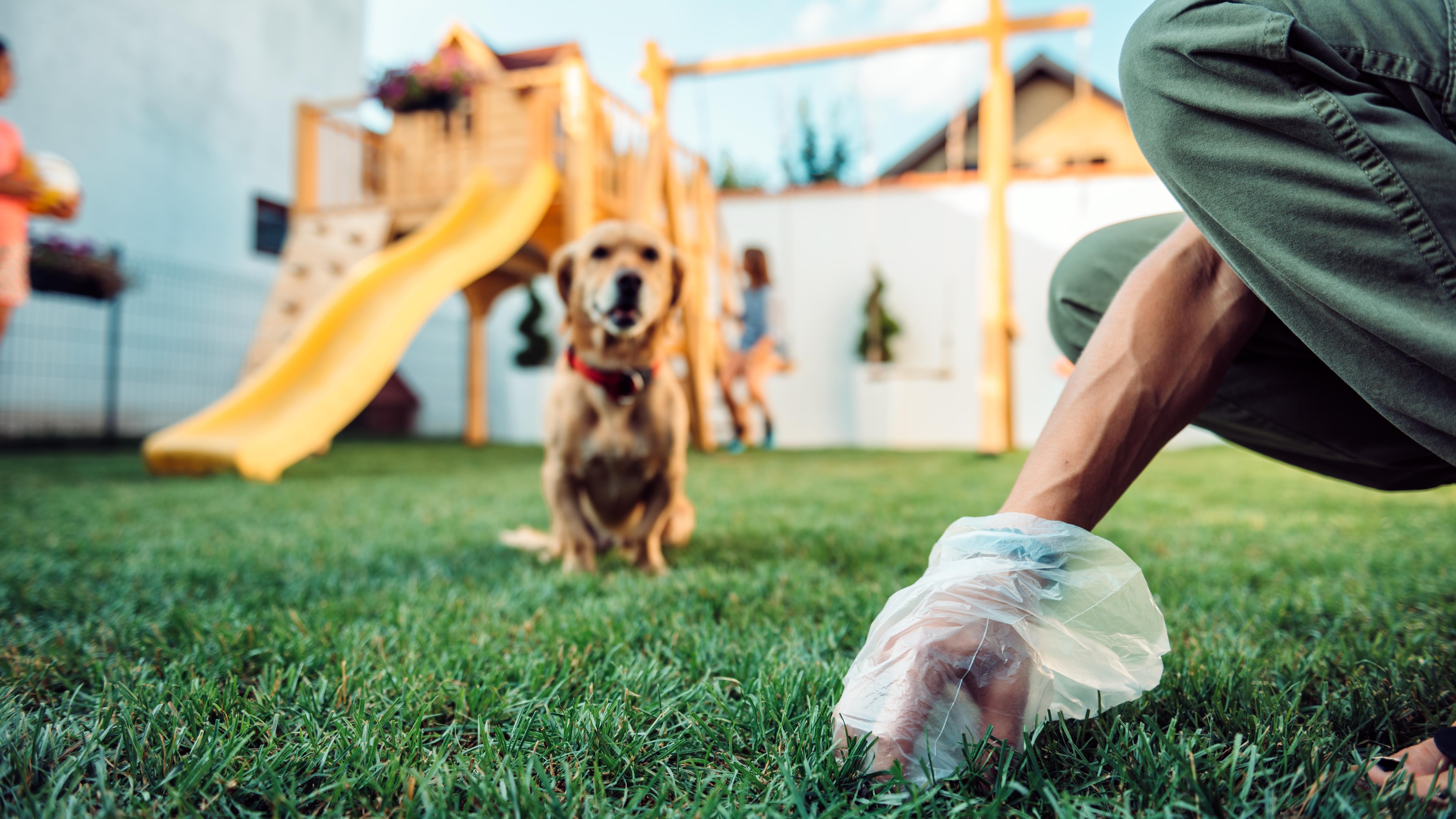 ADN : échantillons de crottes de chien pour responsabiliser des 