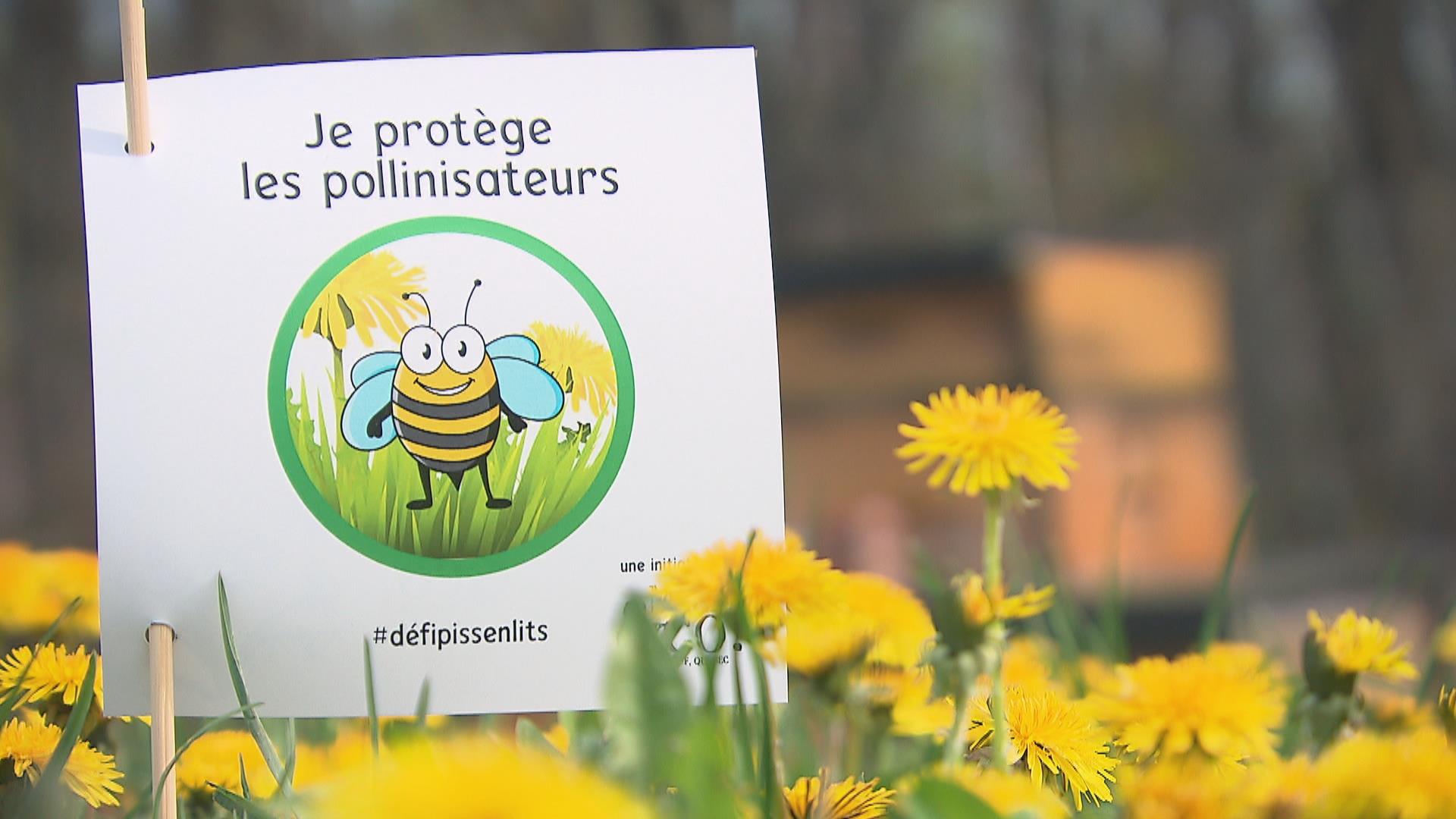 Le Defi Pissenlits Pour Sauvegarder Le Garde Manger Des Abeilles Radio Canada Ca