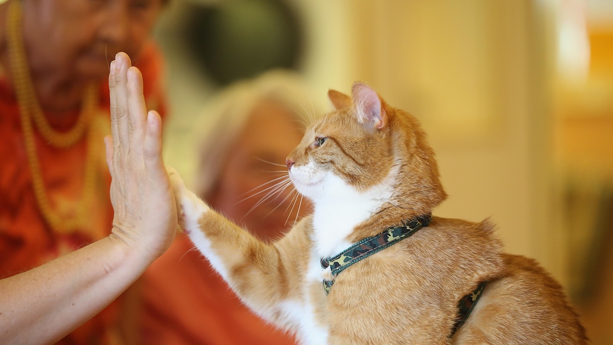 Pas D Interdiction Du Degriffage Des Chats Prevue Au Quebec Radio Canada Ca