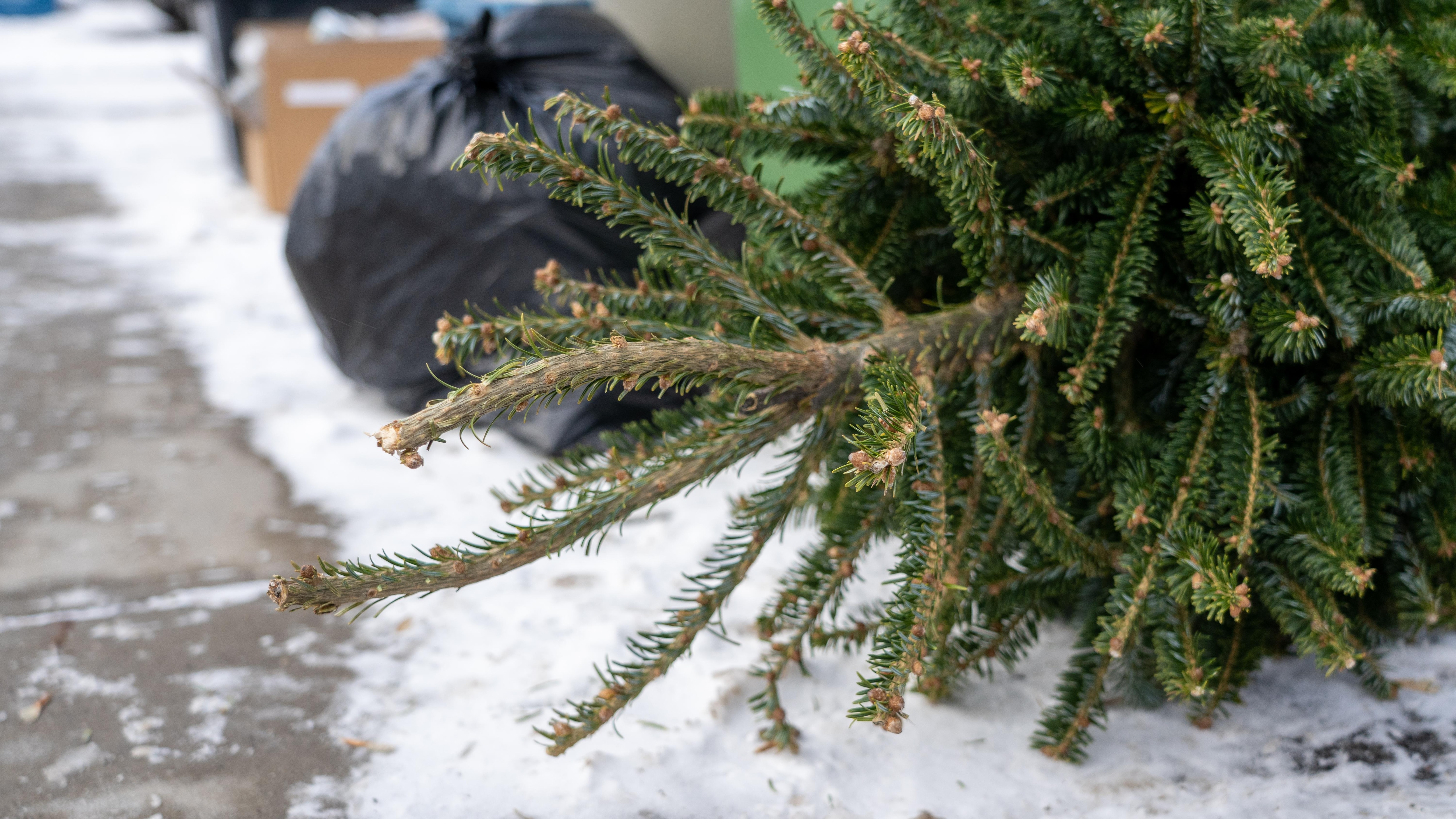 On fait quoi de nos sapins de Noël?