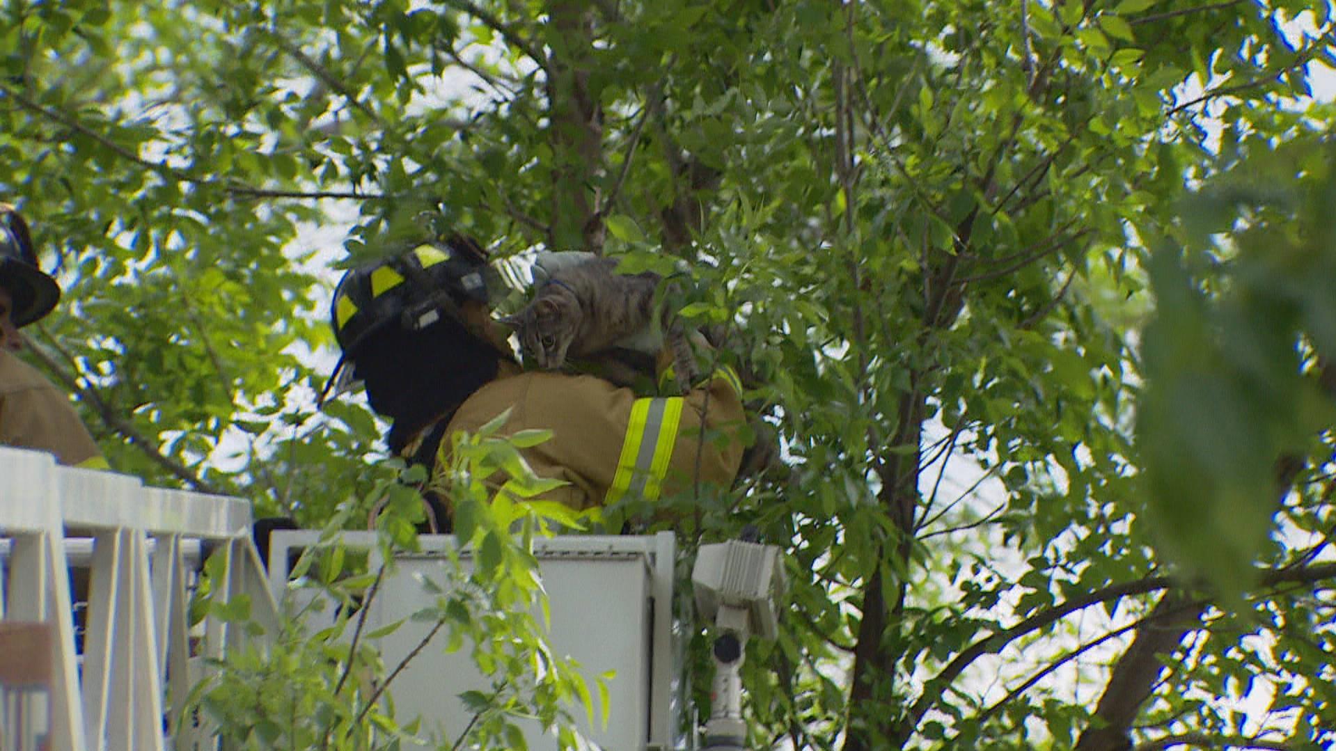 Un Pompier D Edmonton Sauve Le Premier Jour De Son Travail Un Chat Perche Dans Un Arbre Radio Canada Ca Un Pompier D Edmonton Sauve Le Premier Jour De Son Travail Un Chat Perche Dans Un Arbre Radio Canada Ca