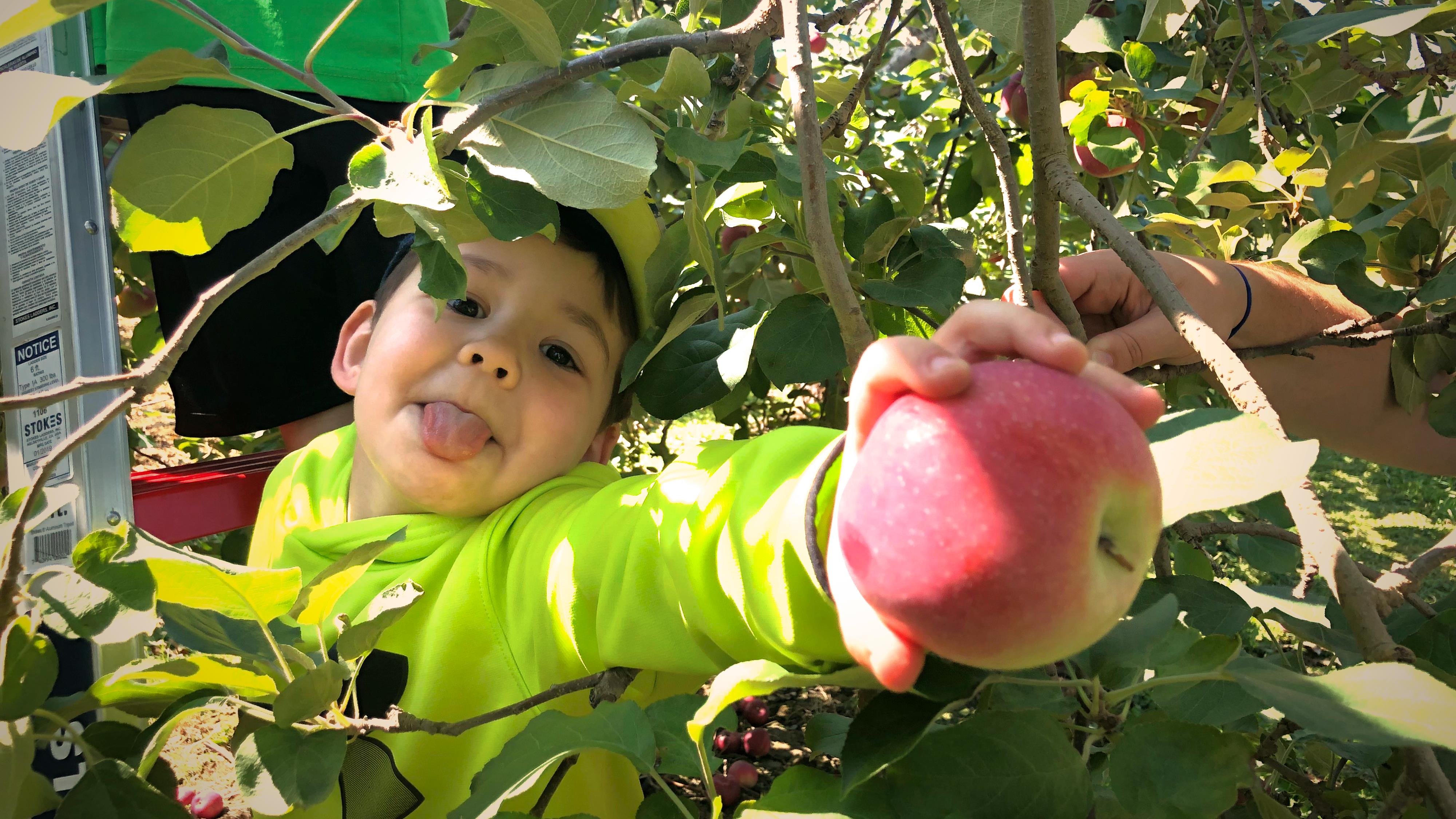 Une bonne saison des pommes dans les Cantons
Une bonne saison des pommes dans les Cantons