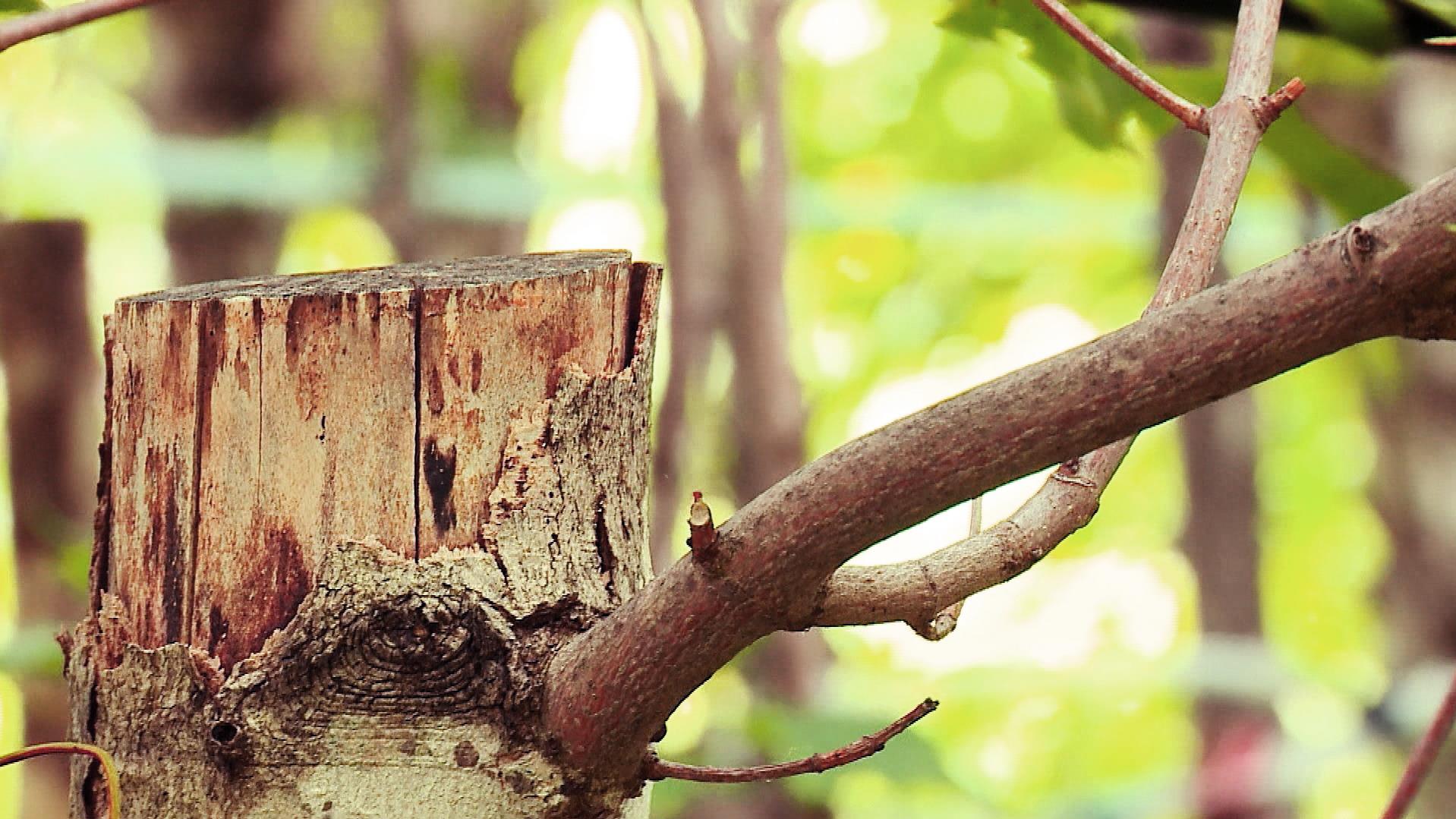 Coupe De Dizaines D Arbres Denoncee A La Malbaie Radio Canada Ca