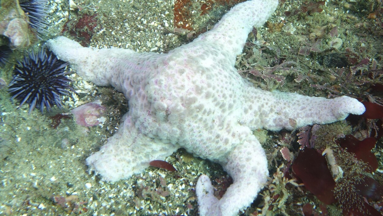 Le Rechauffement Des Oceans La Cause De L Epidemie Qui Decime Les Etoiles De Mer Radio Canada Ca