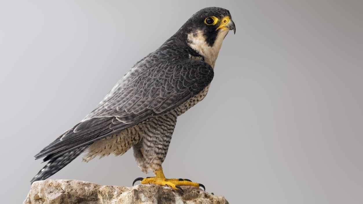 Le Faucon Pelerin Pourrait Etre Retire De La Liste Des Especes Menacees Radio Canada Ca Le Faucon Pelerin Pourrait Etre Retire De La Liste Des Especes Menacees Radio Canada Ca