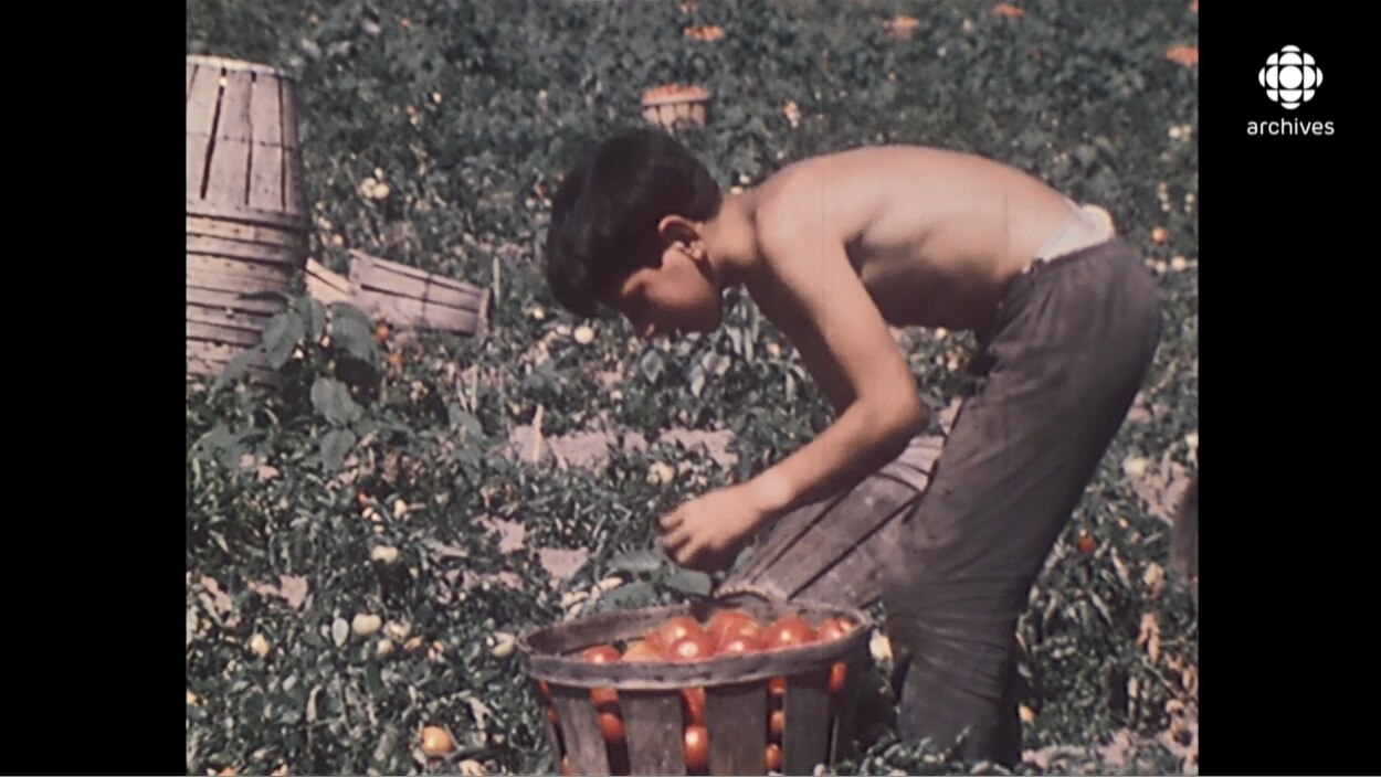 La migration des travailleurs agricoles saisonniers | Radio-Canada