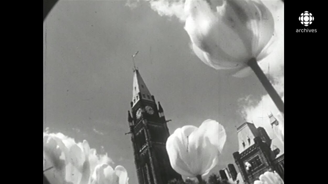 Les tulipes d’Ottawa, un symbole d’amitié avec les Pays-Bas