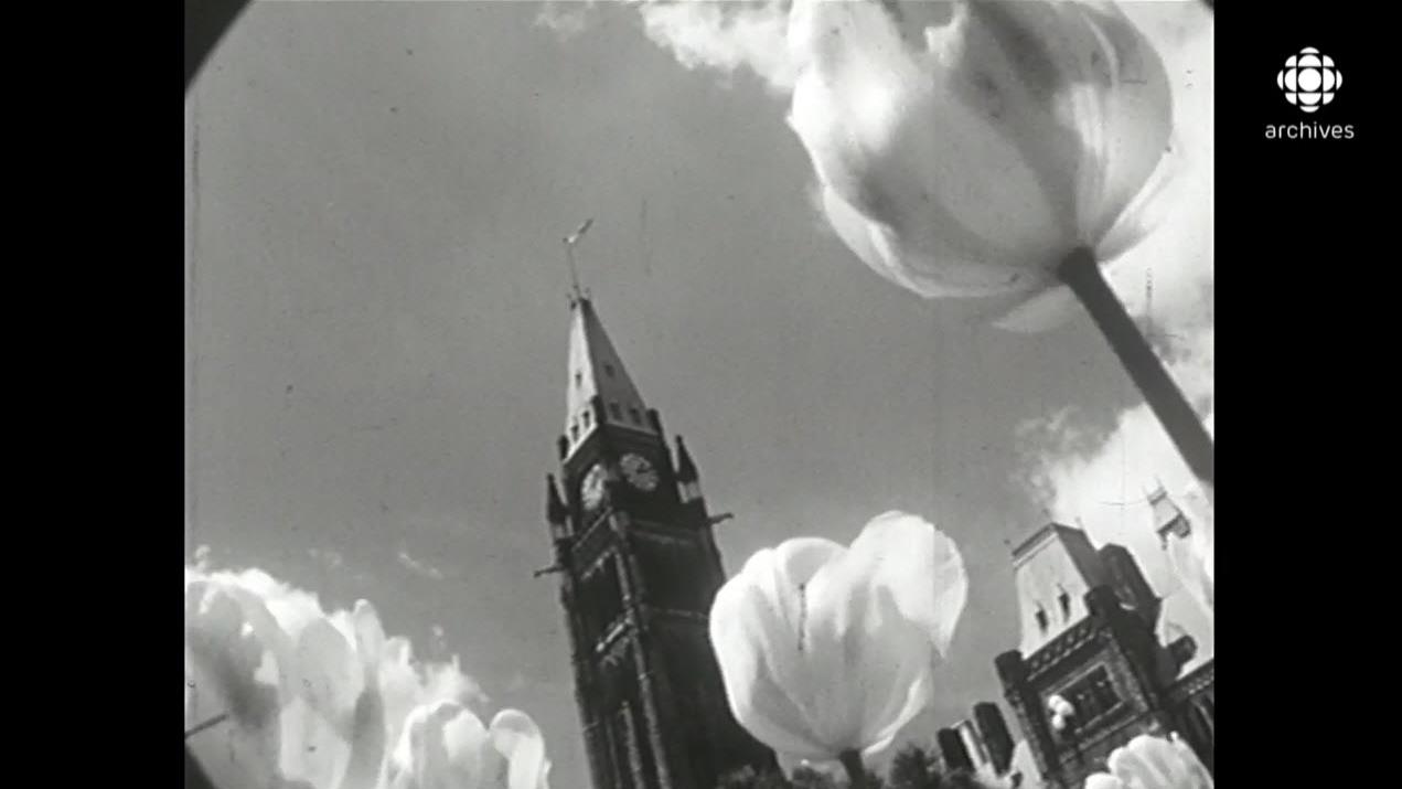 Les tulipes d’Ottawa, un symbole d’amitié avec les Pays-Bas
