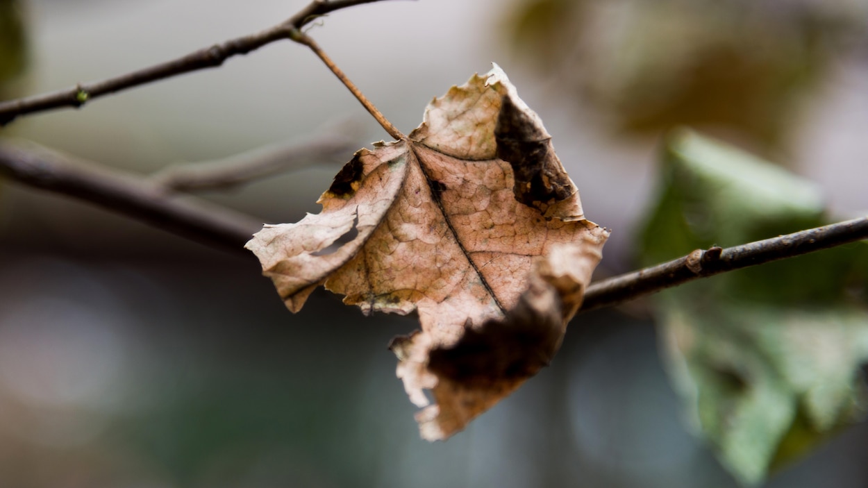 Ramasser Les Feuilles Mortes Une Fausse Bonne Idee Radio Canada Ca