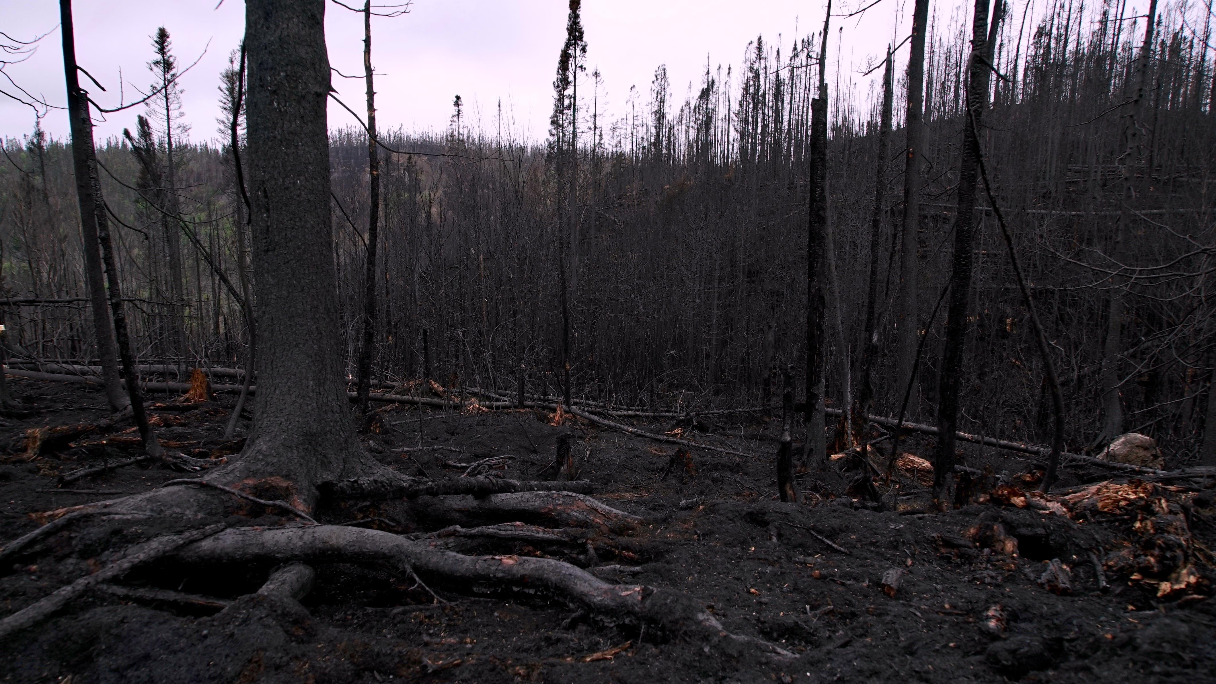 Ce que nous apprennent les forêts après des incendies
Ce que nous apprennent les forêts après des incendies