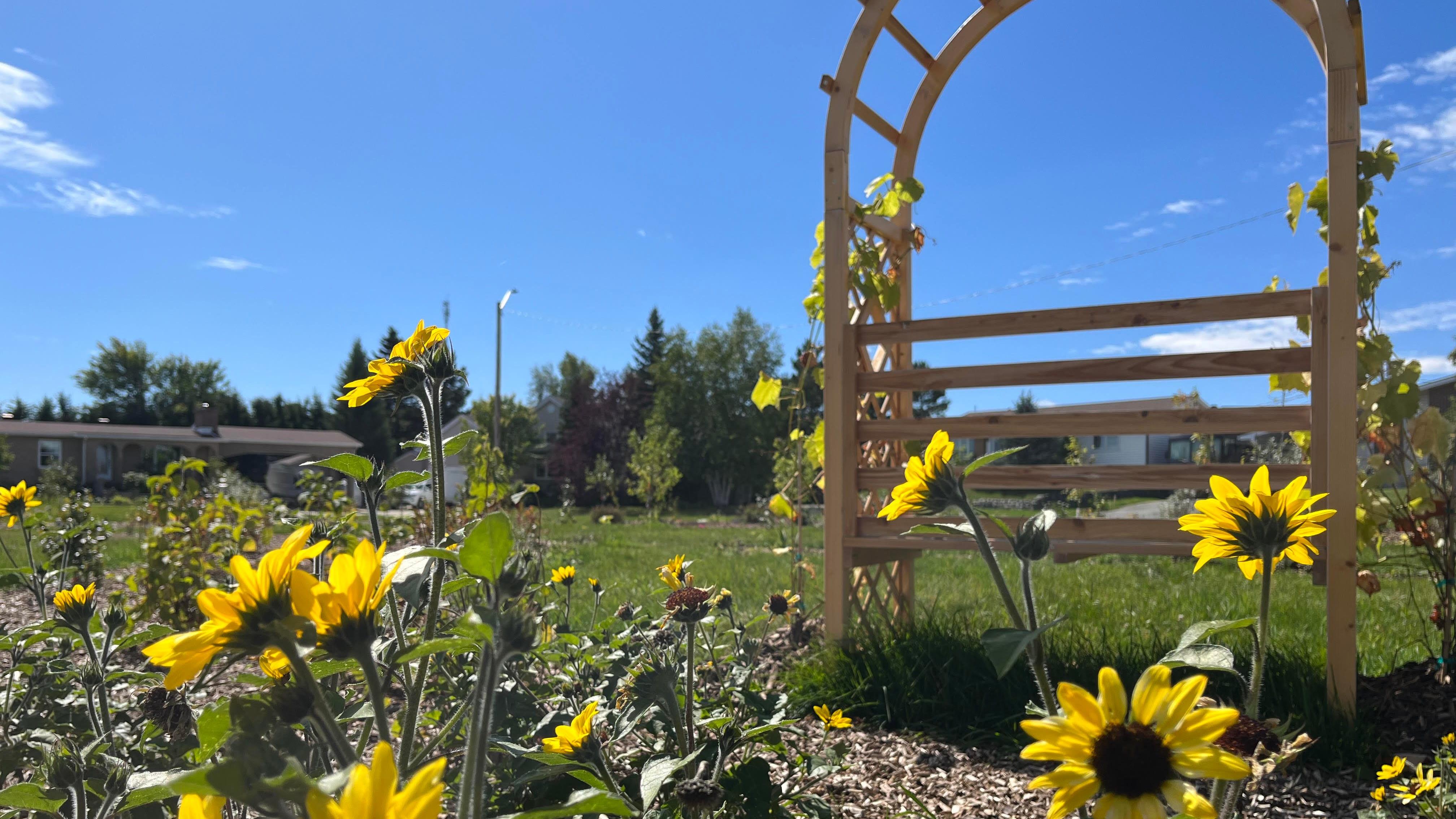 Une forêt nourricière est aménagée dans un quartier résidentiel de La Sarre