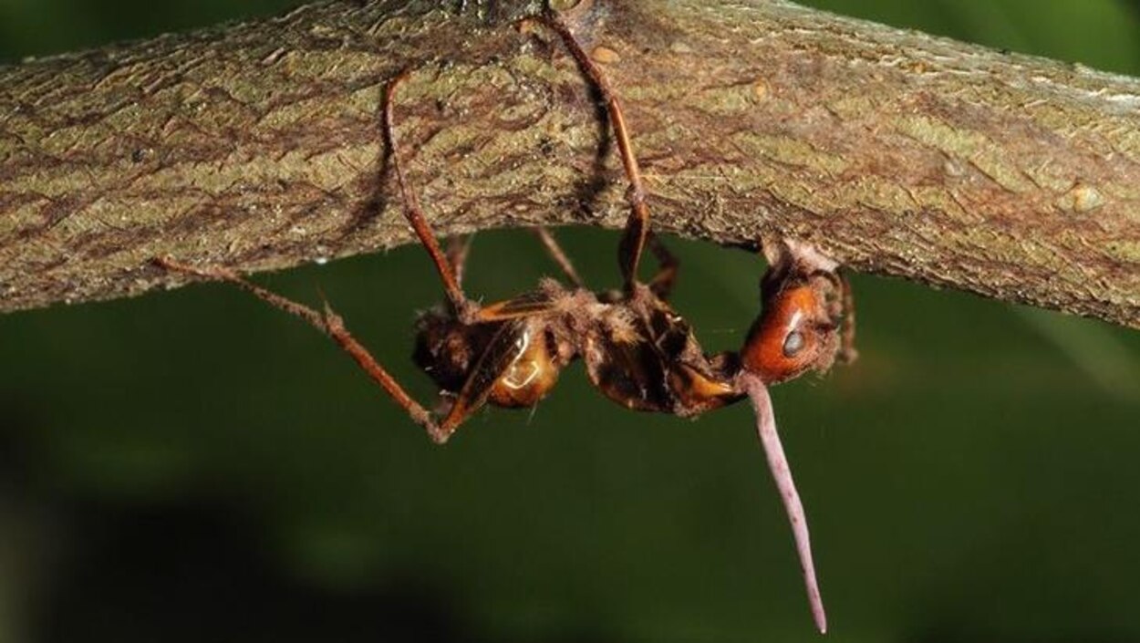 Comment Un Champignon Transforme Les Fourmis En Marionnettes Radio Canada Ca