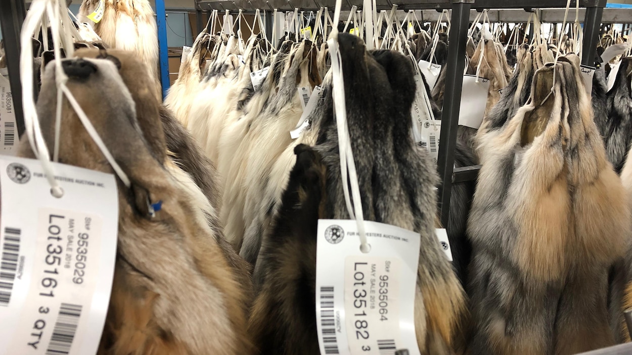 New York wants to ban fur sales, Canadian industry worries