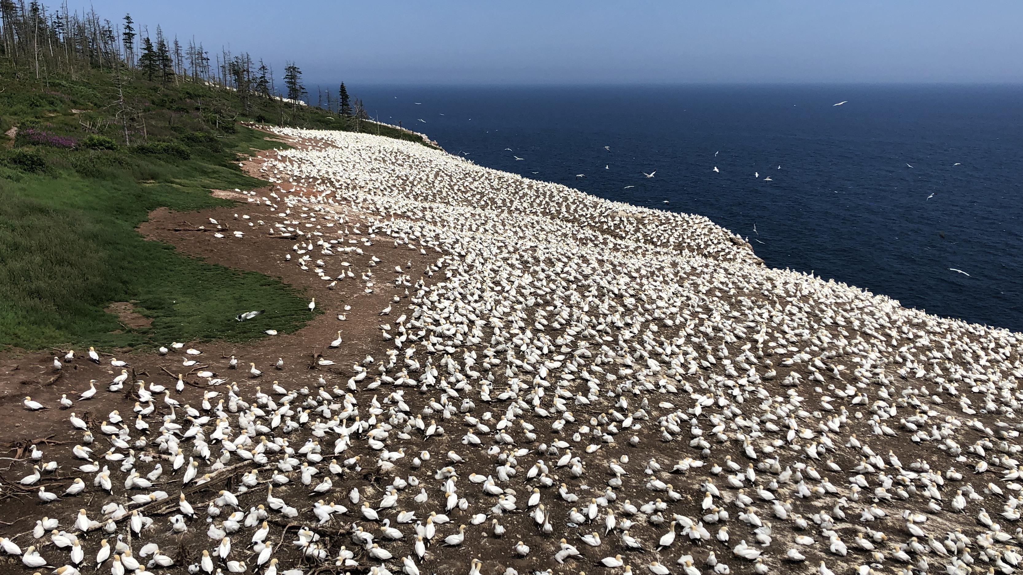 La nouvelle saison prend son envol à l'Île Bonaventure