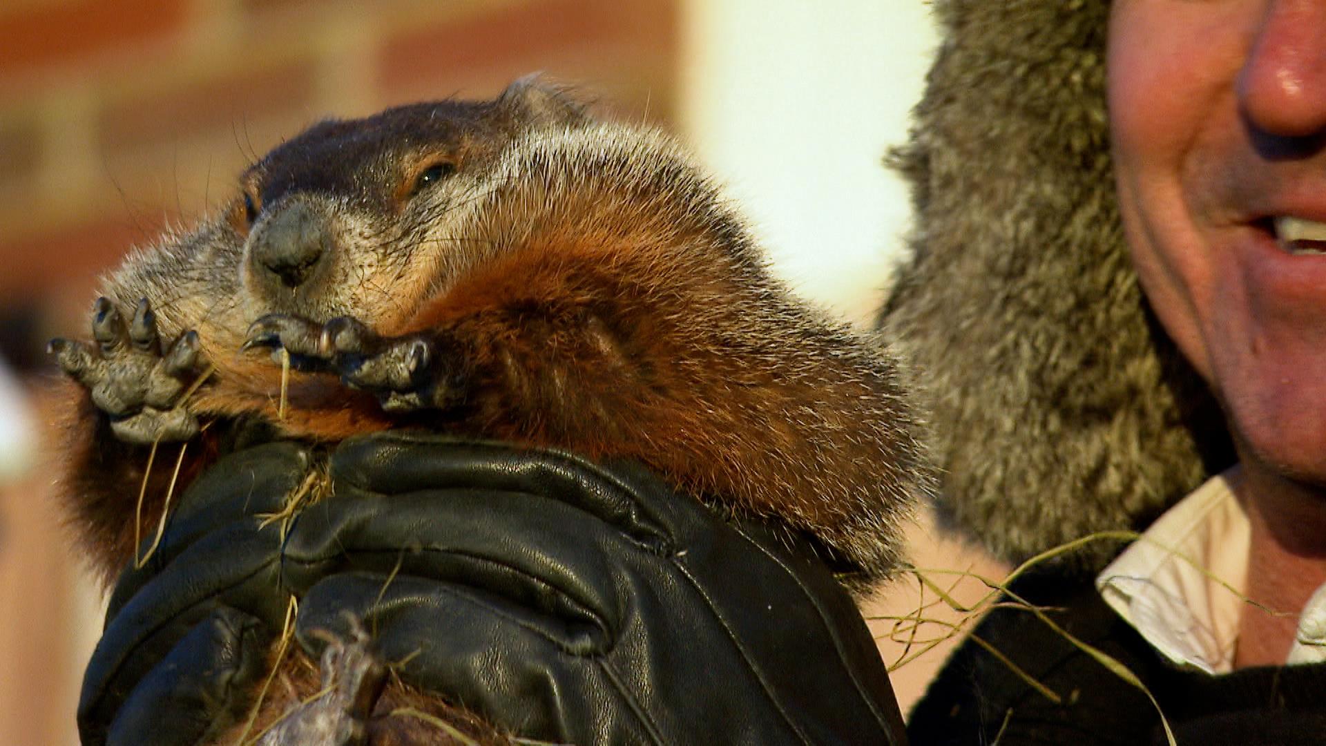 Dix-sept ans de prédictions pour Fred la marmotte