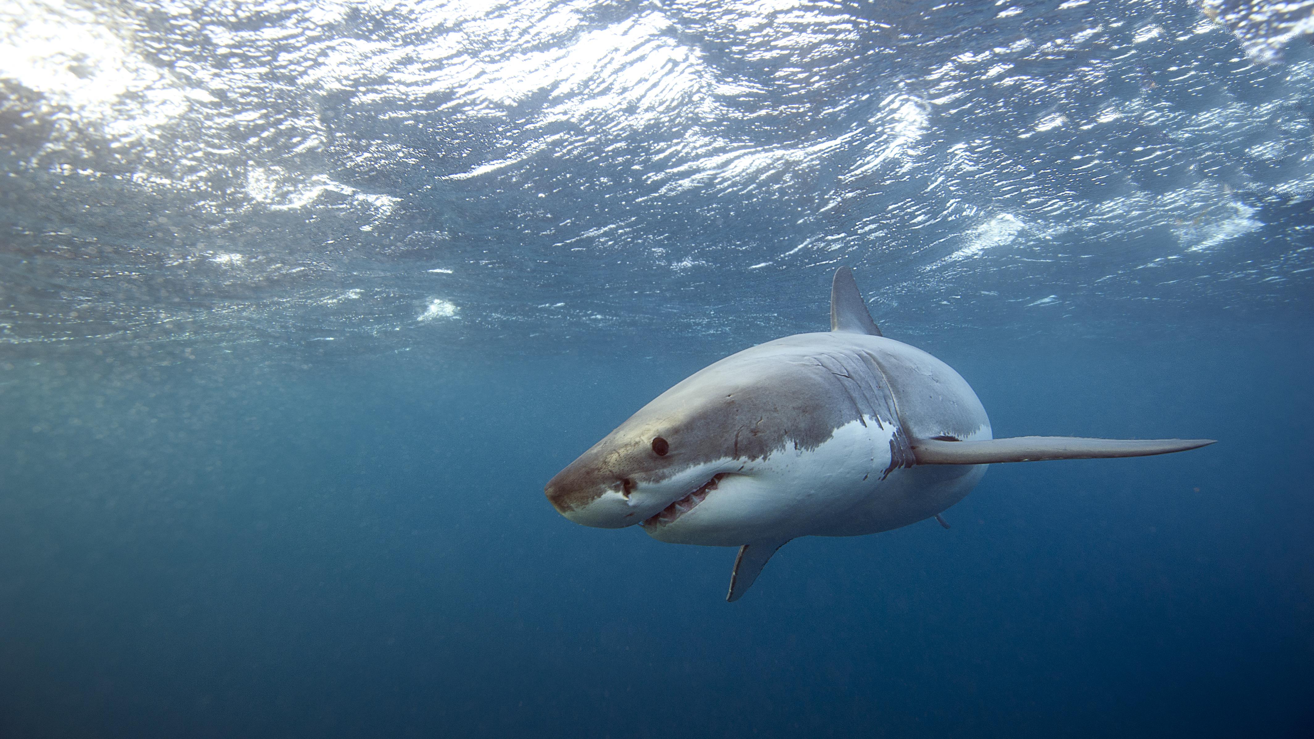 L’impact de l’acidification des océans sur les requins