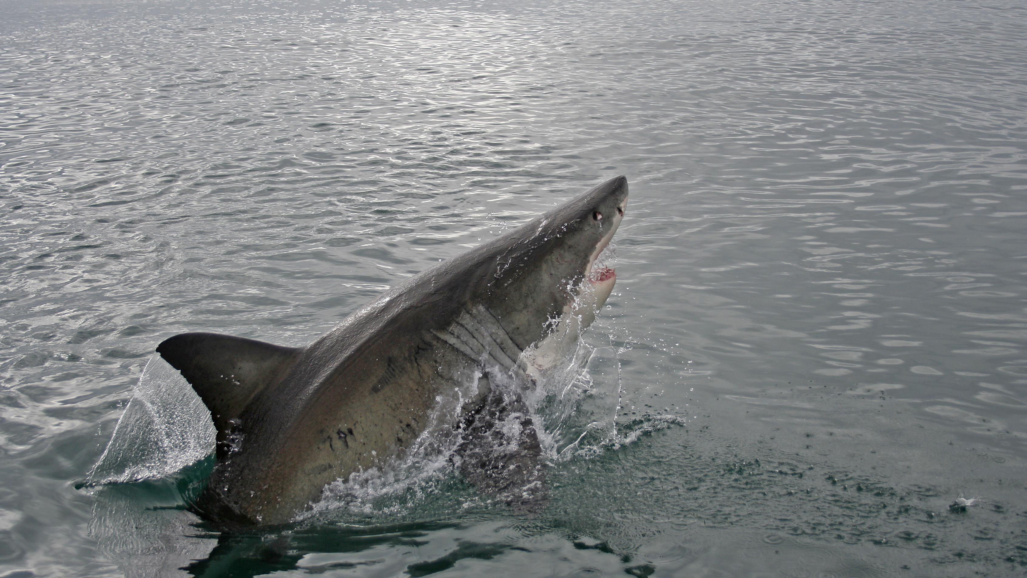 Requin Riviere Un requin blanc au large de Grande-Rivière | Radio-Canada