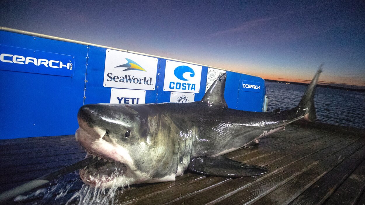 Signalements importants de grands requins blancs en Nouvelle-Écosse ...
