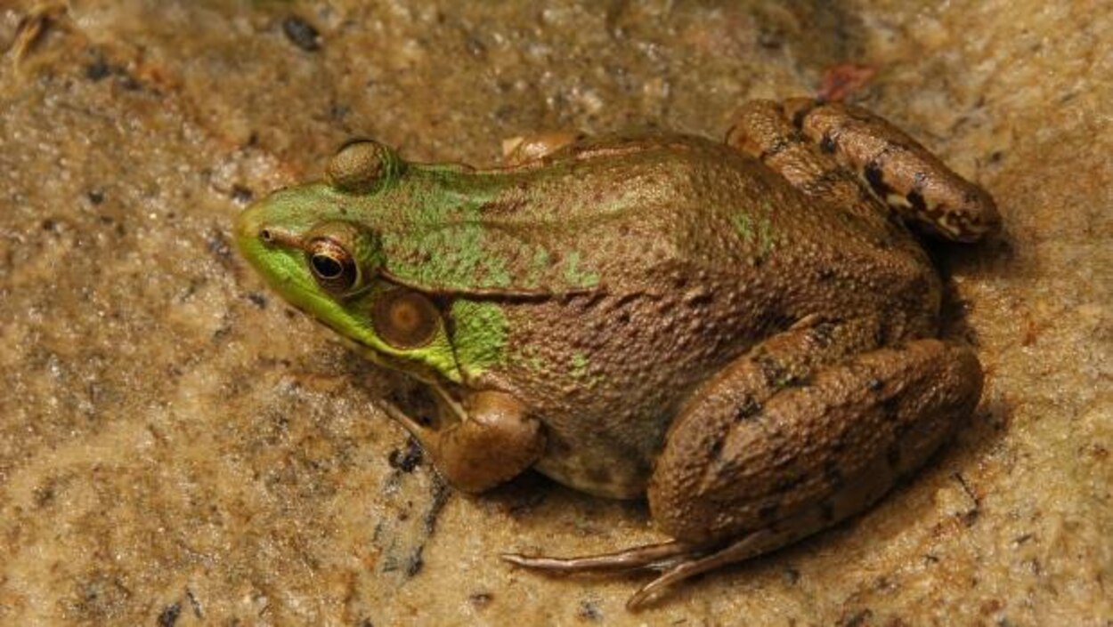 des grenouilles mysterieuses sur la piste de l aeroport international de saint jean a t n l radio canada ca