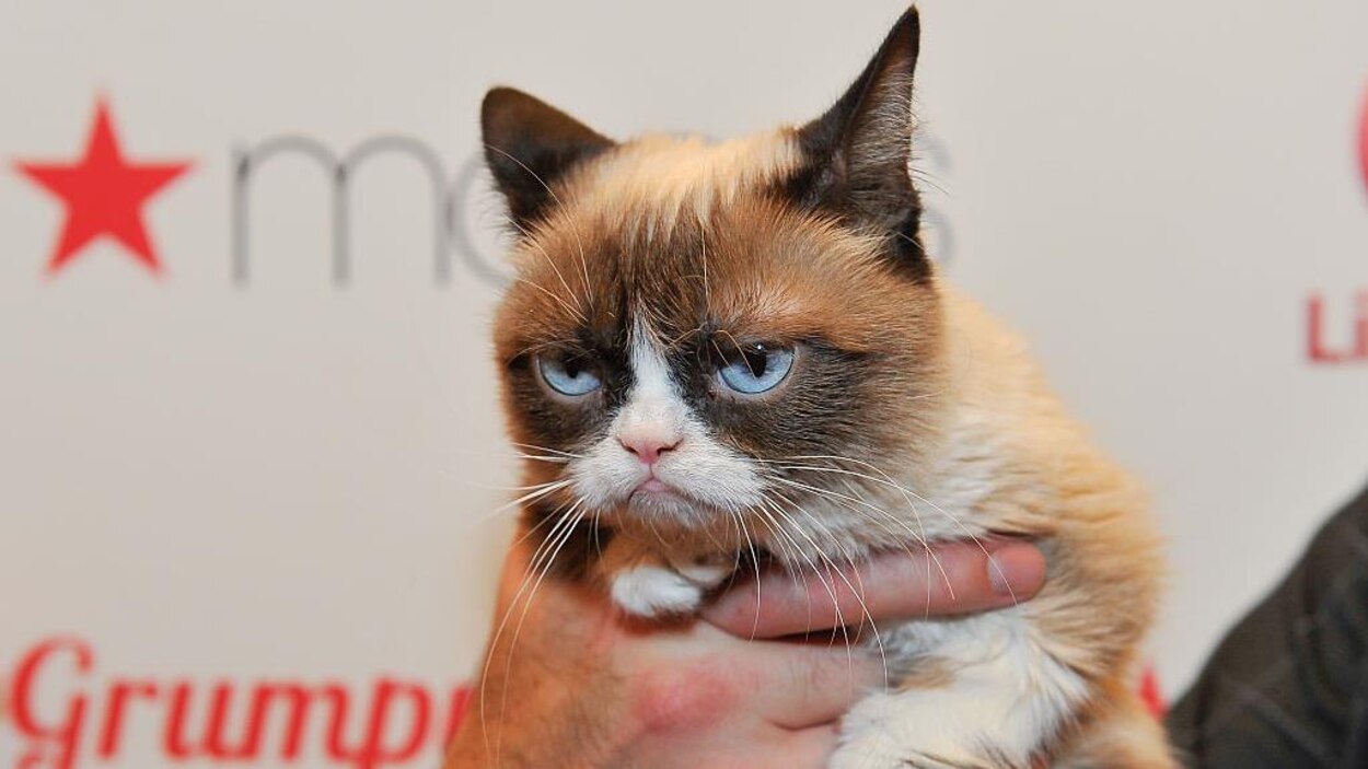 Grumpy Cat Le Chat Vedette D Internet Est Mort Radio Canada Ca