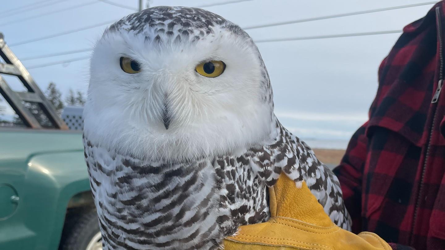 Un harfang des neiges secouru à Shippagan
Un harfang des neiges secouru à Shippagan