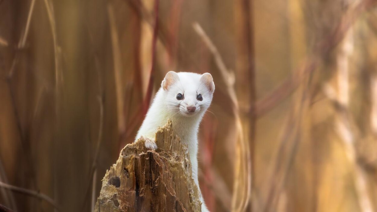 Le redoux hivernal est-il souhaitable pour les animaux? | En bref ...