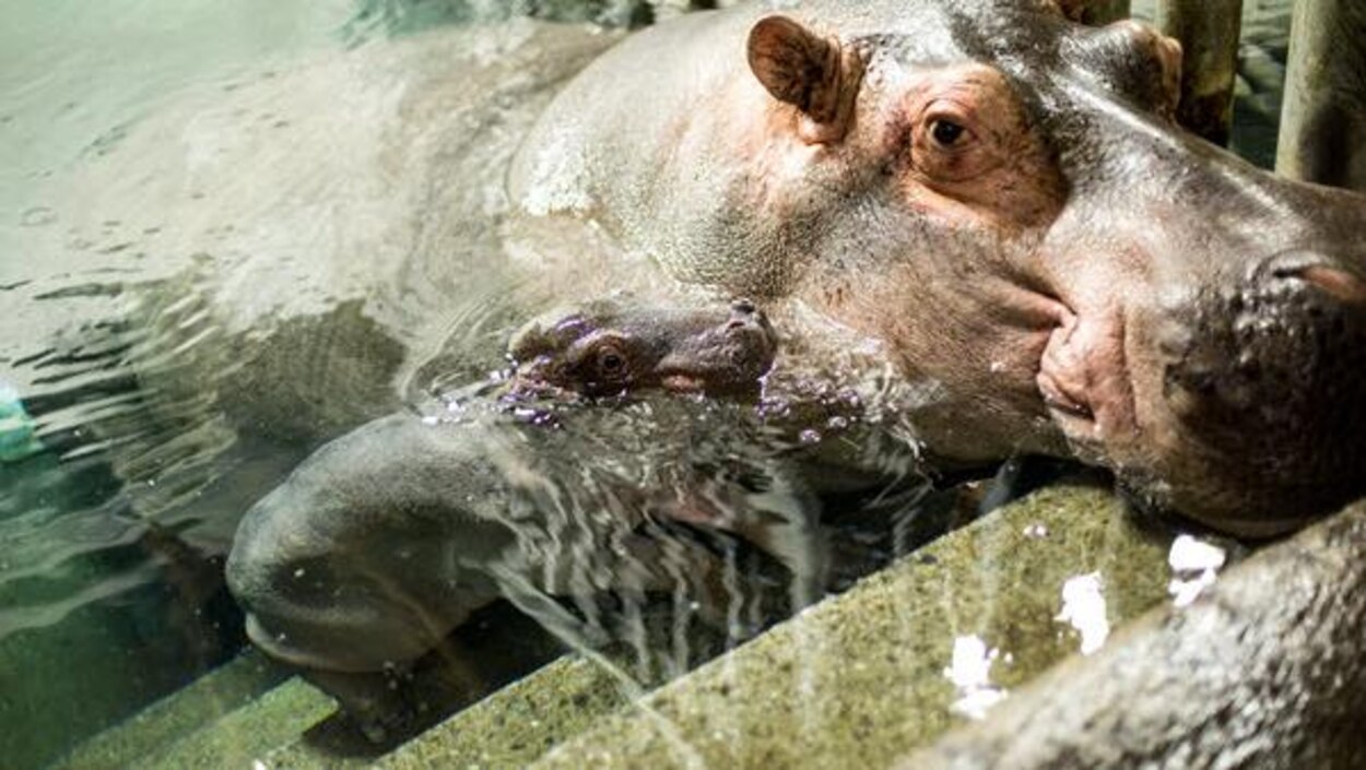 Un Bebe Hippopotame Voit Le Jour Au Zoo De Granby Radio Canada Ca