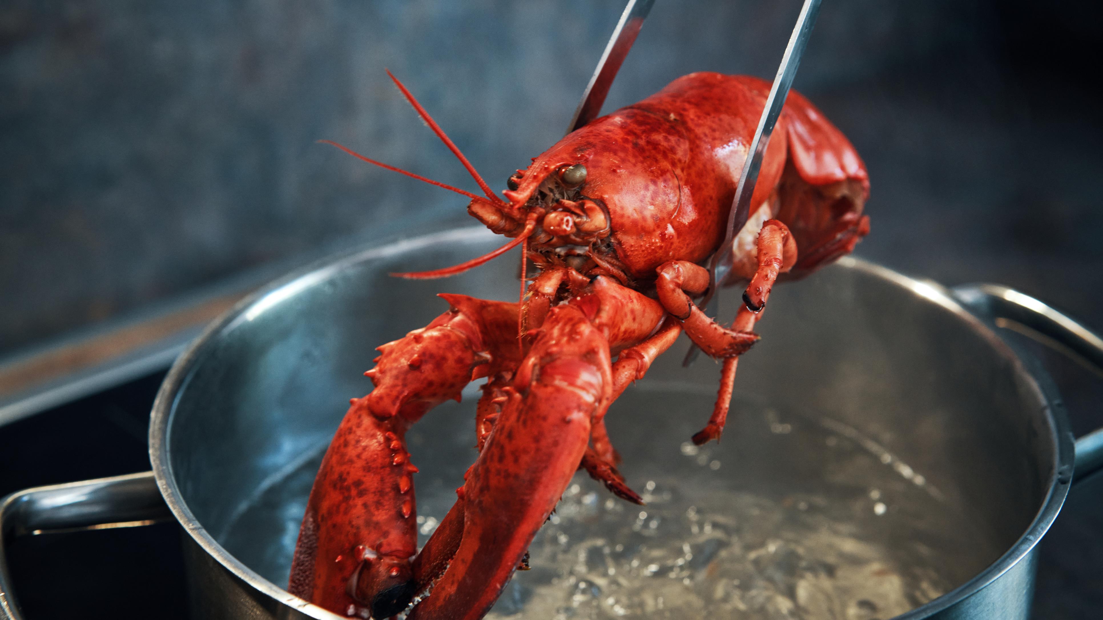 Le débat sur la cuisson du homard revient sur la table