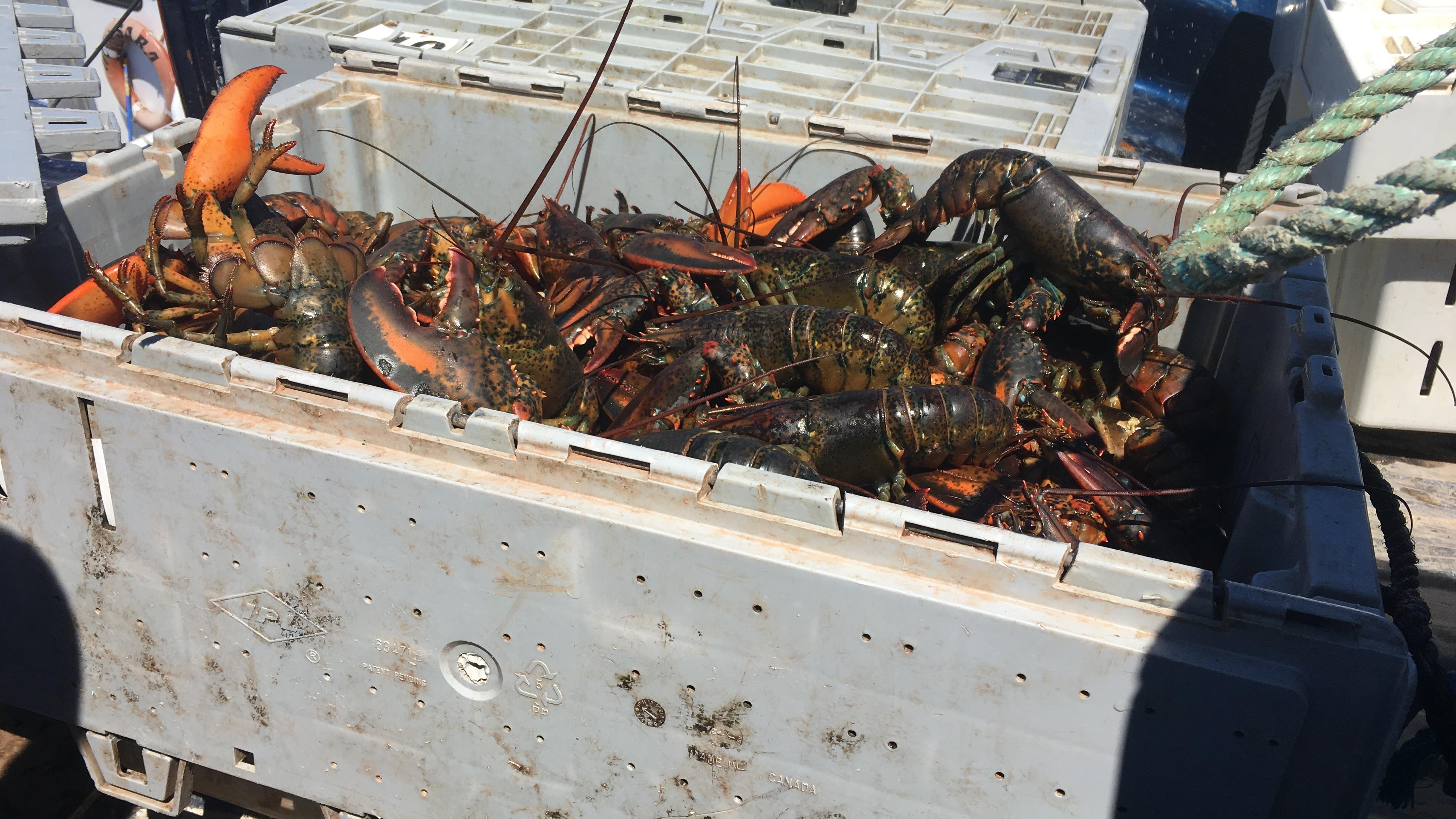 Prix du homard au N.B « méchante grogne » chez les pêcheurs