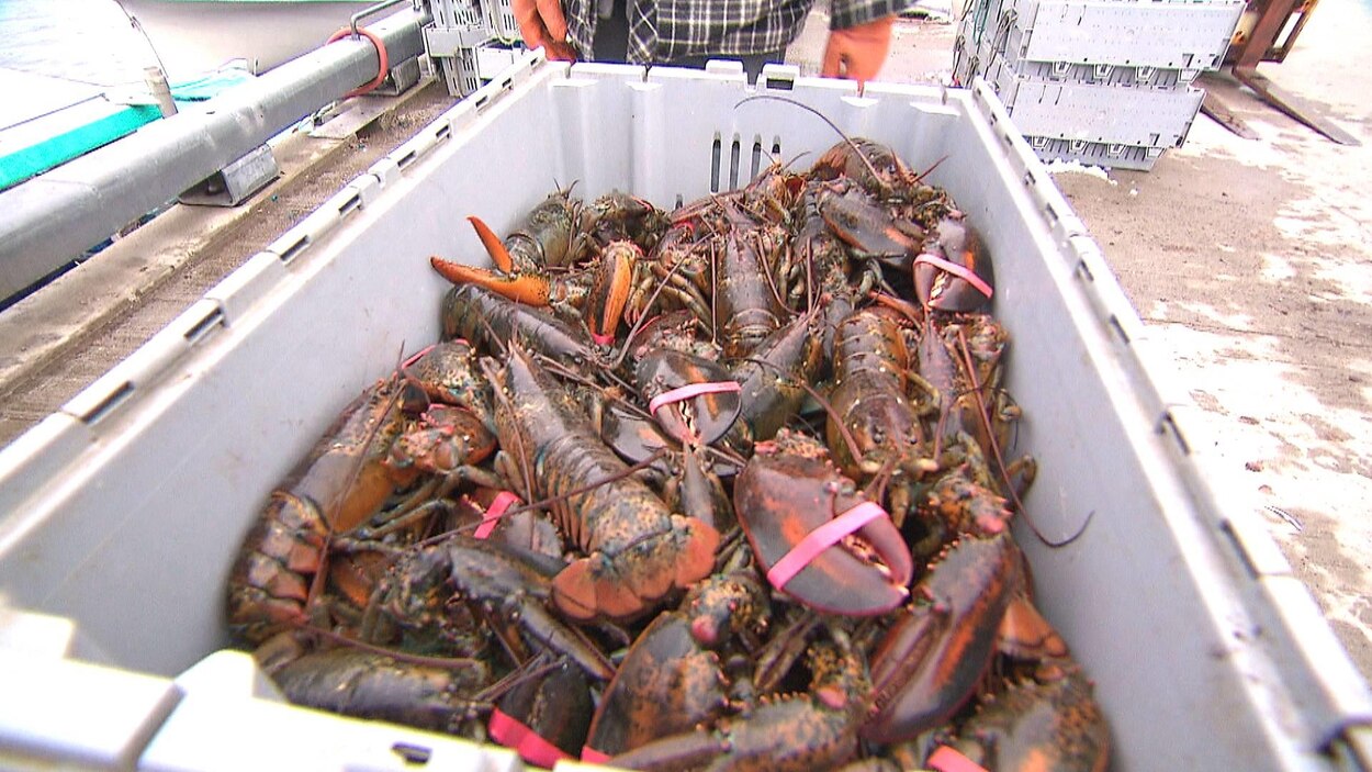 Près de 70 pêcheurs de homard manifestent sur le quai de Val-Comeau