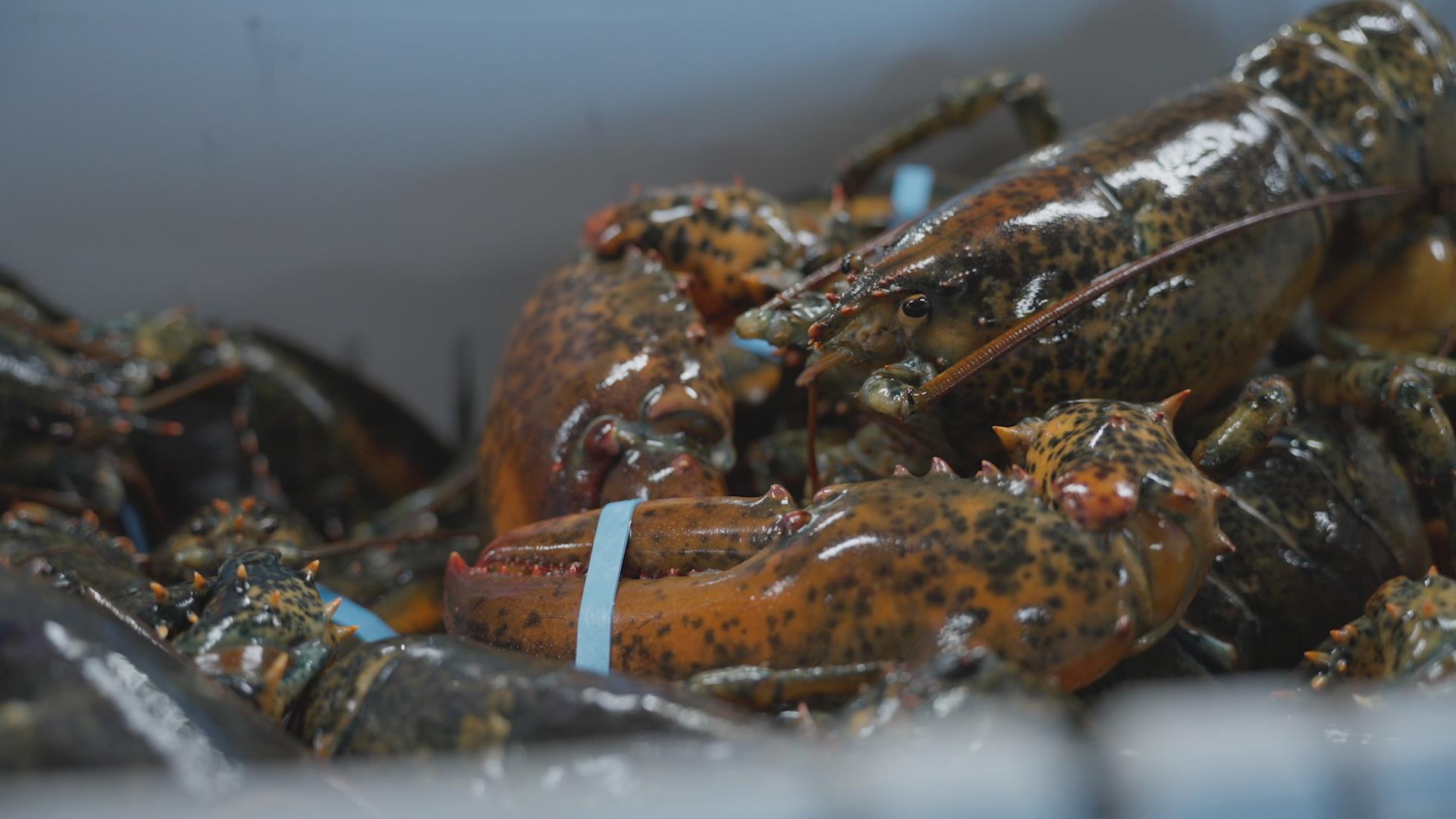9 $ à 10 $ la livre de homard pour les pêcheurs, réaliste?