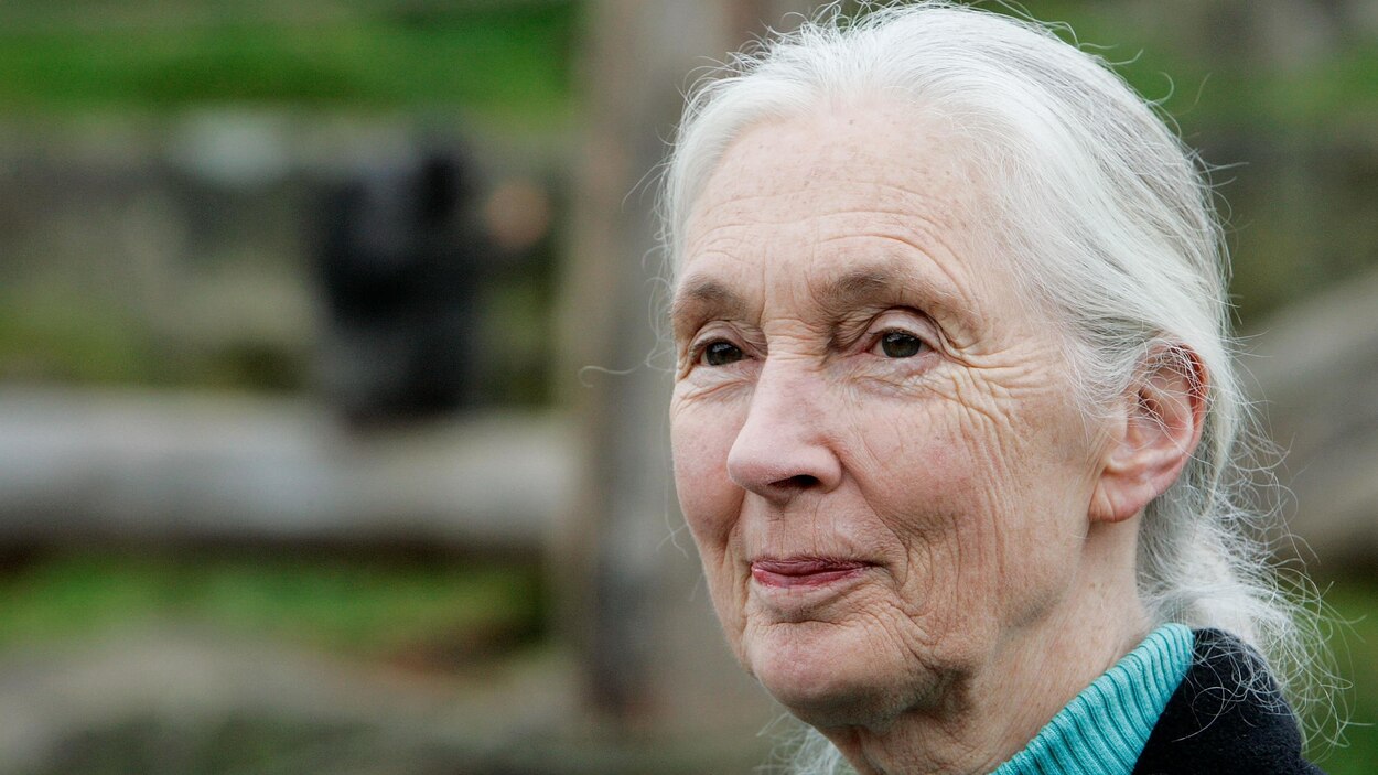 La primatologue Jane Goodall s’inquiète pour l’humanité | Radio-Canada