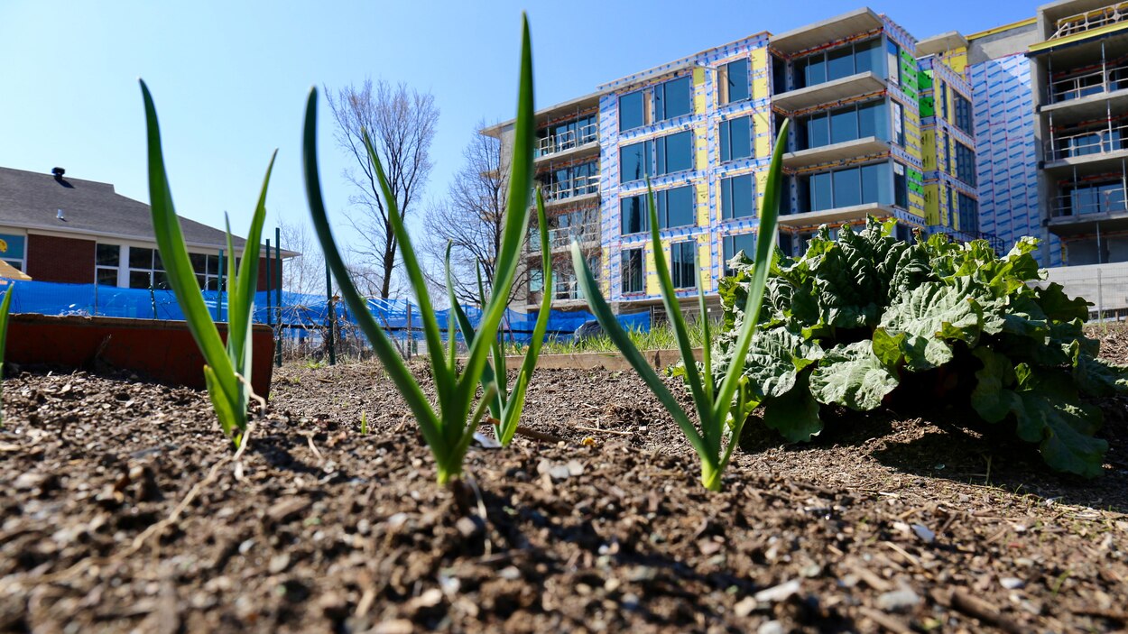 Un jardin communautaire au Domaine Cataraqui RadioCanada
