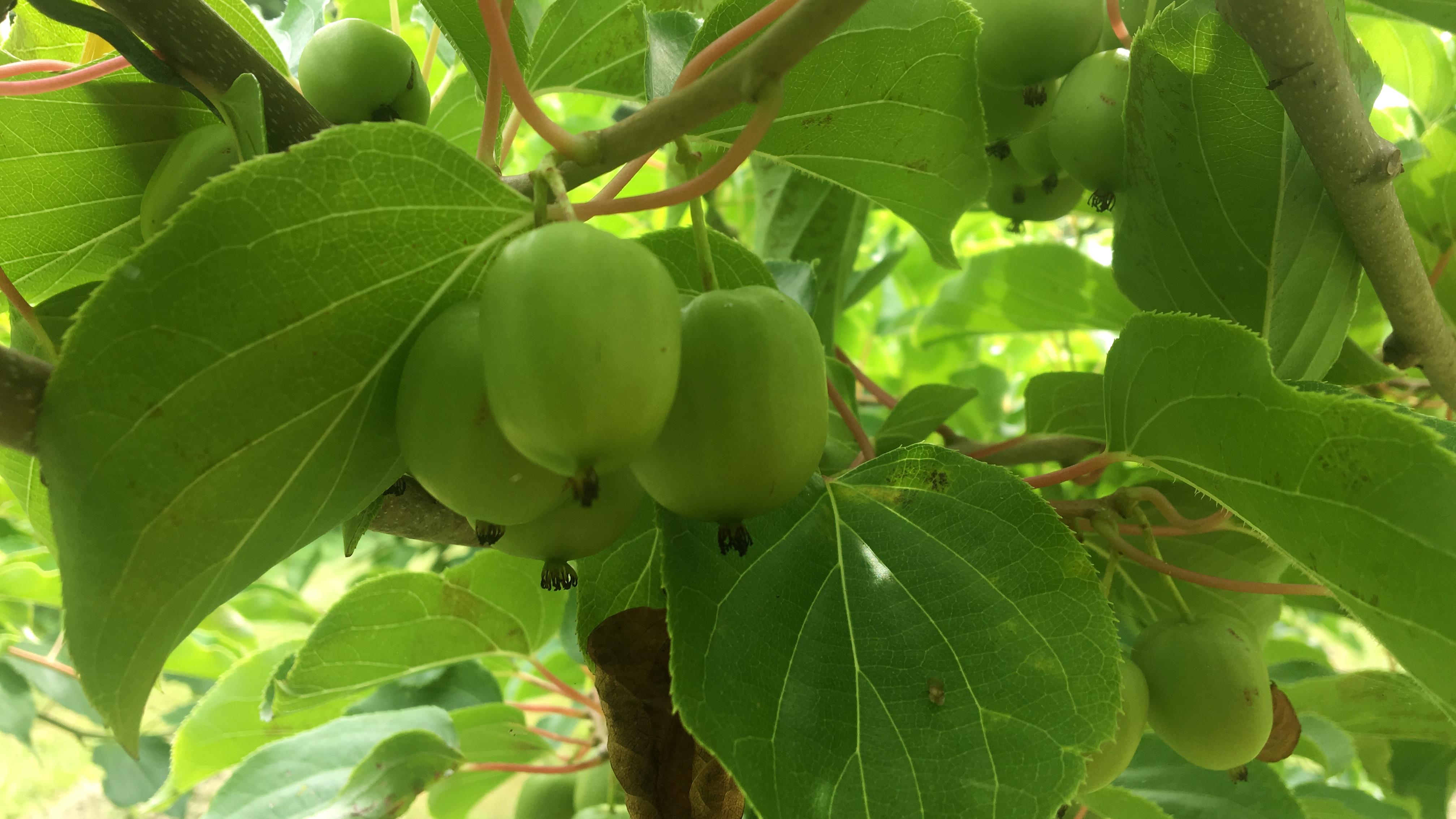 Des kiwis cultivés à 40 km de Québec
