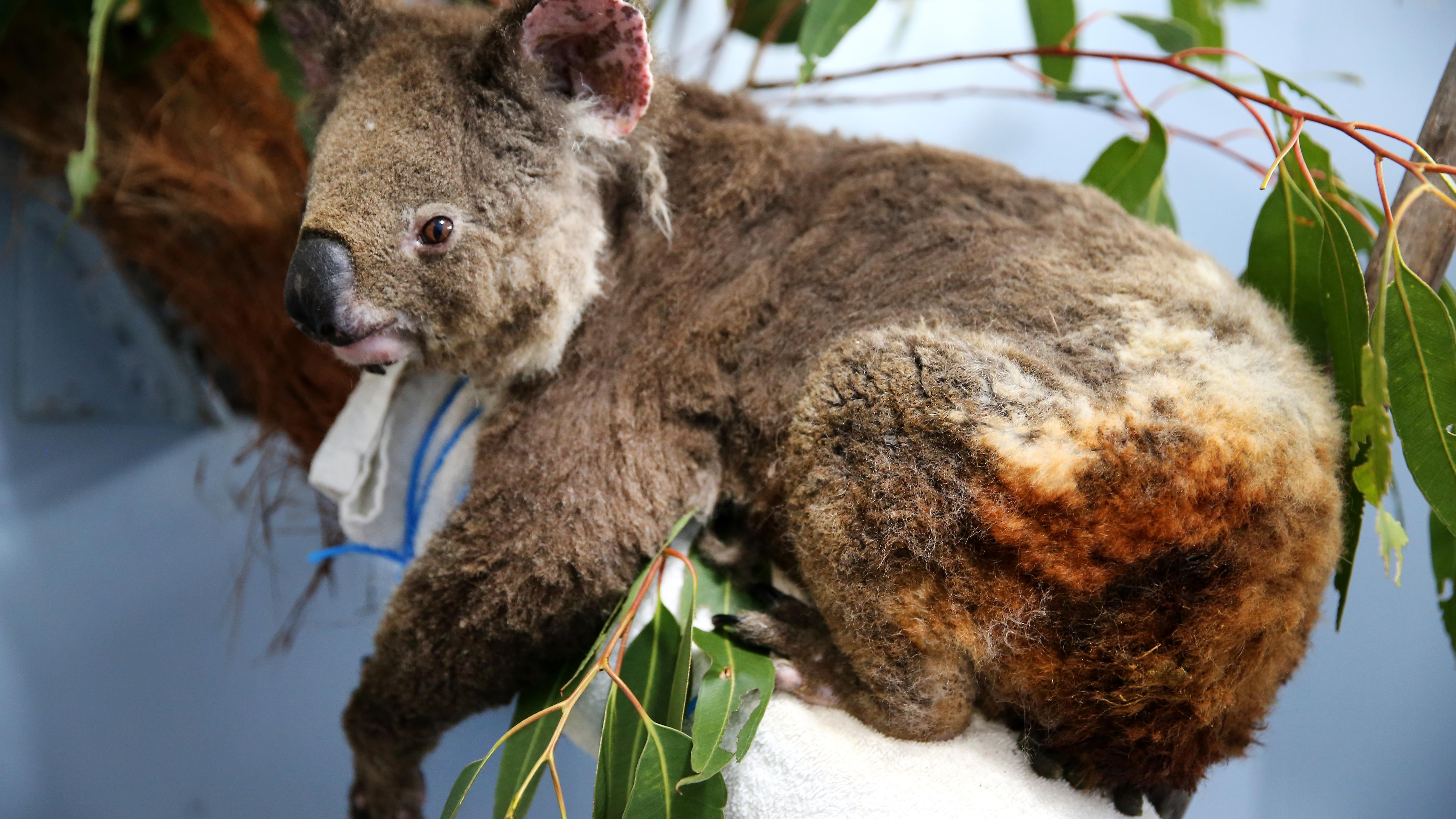 Коала живет в австралии. Животные Австралии коала. Австралия кенгуру и коала. Лесные пожары в Австралии коалы. Коалы после пожара в Австралии.