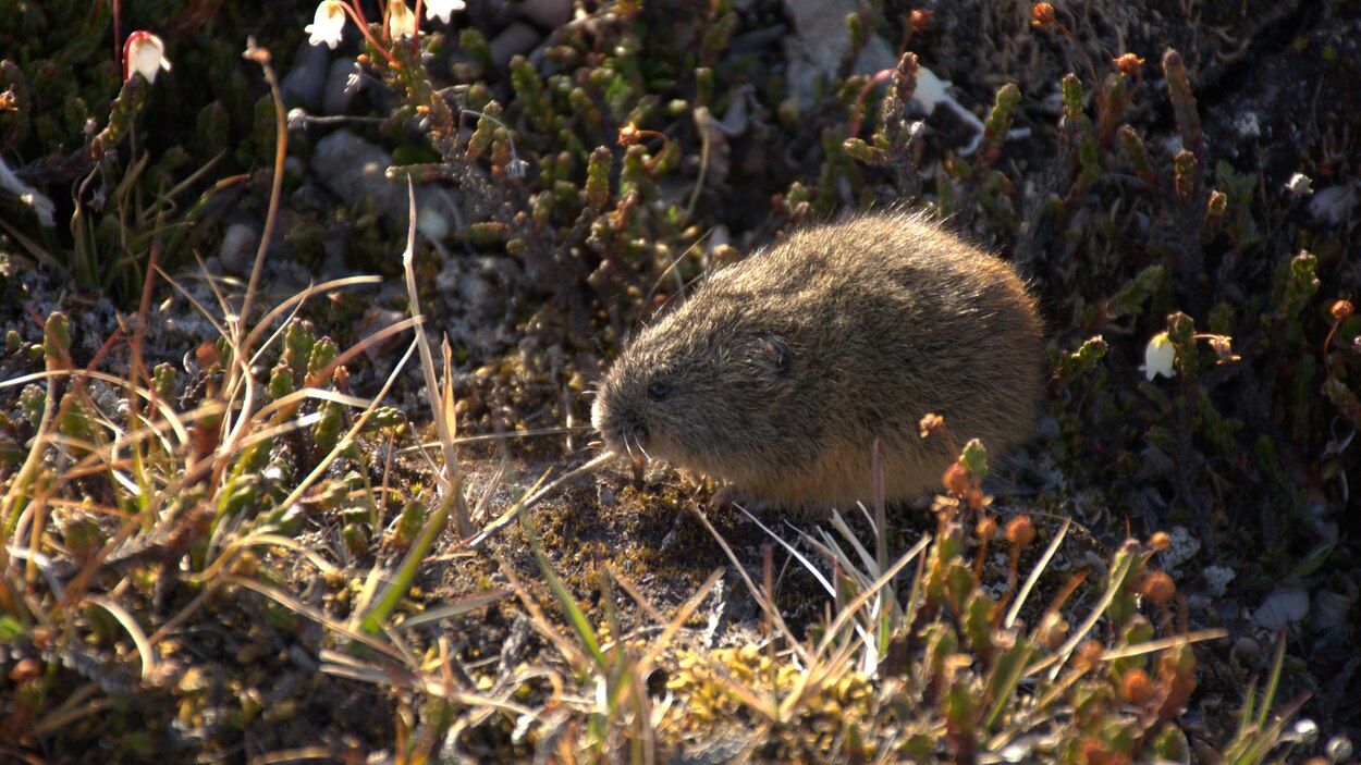 Comprendre les lemmings, le « garde-manger » de l'Arctique | Radio-Canada