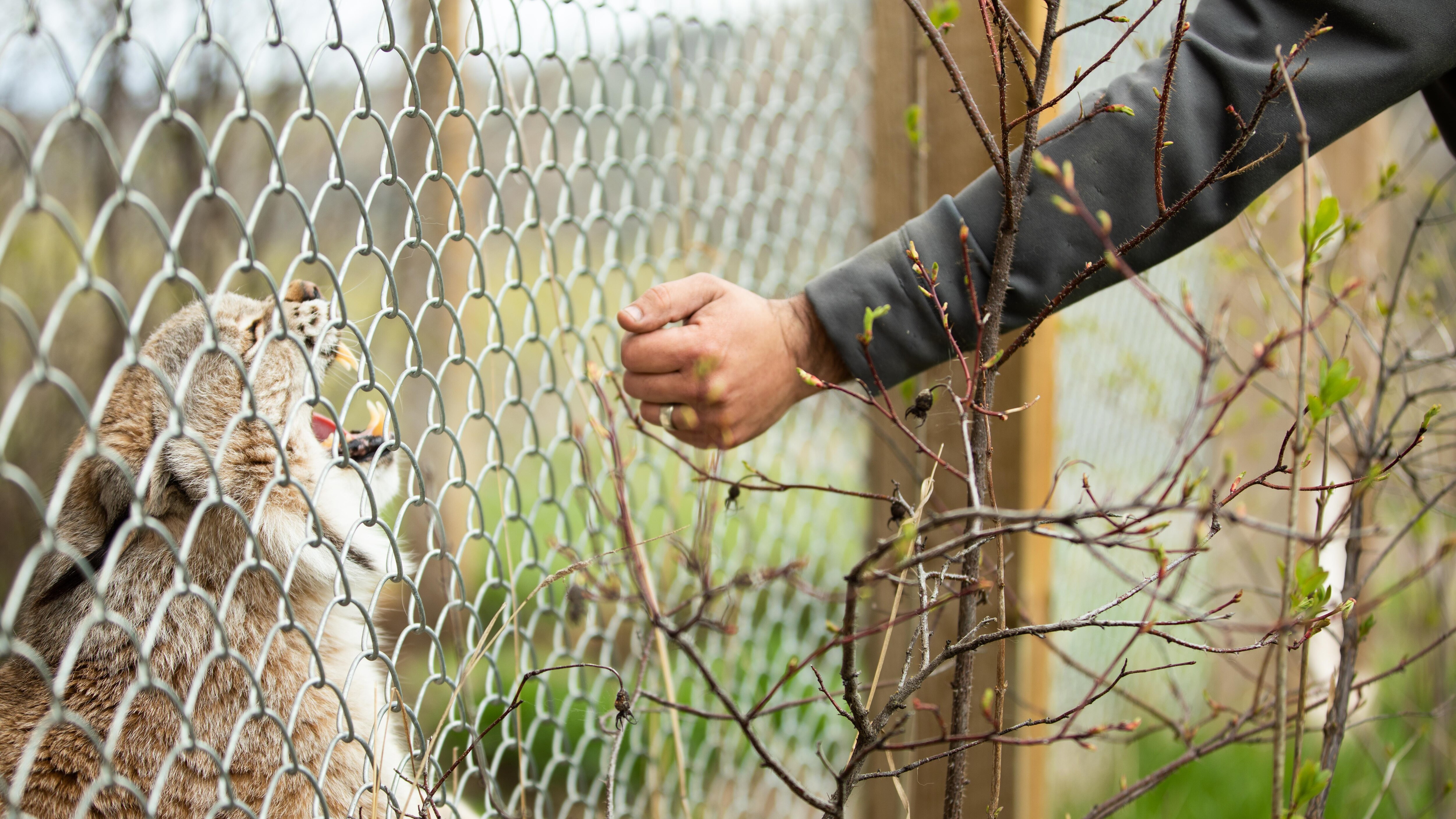 Un orphelinat pour sauver les oursons