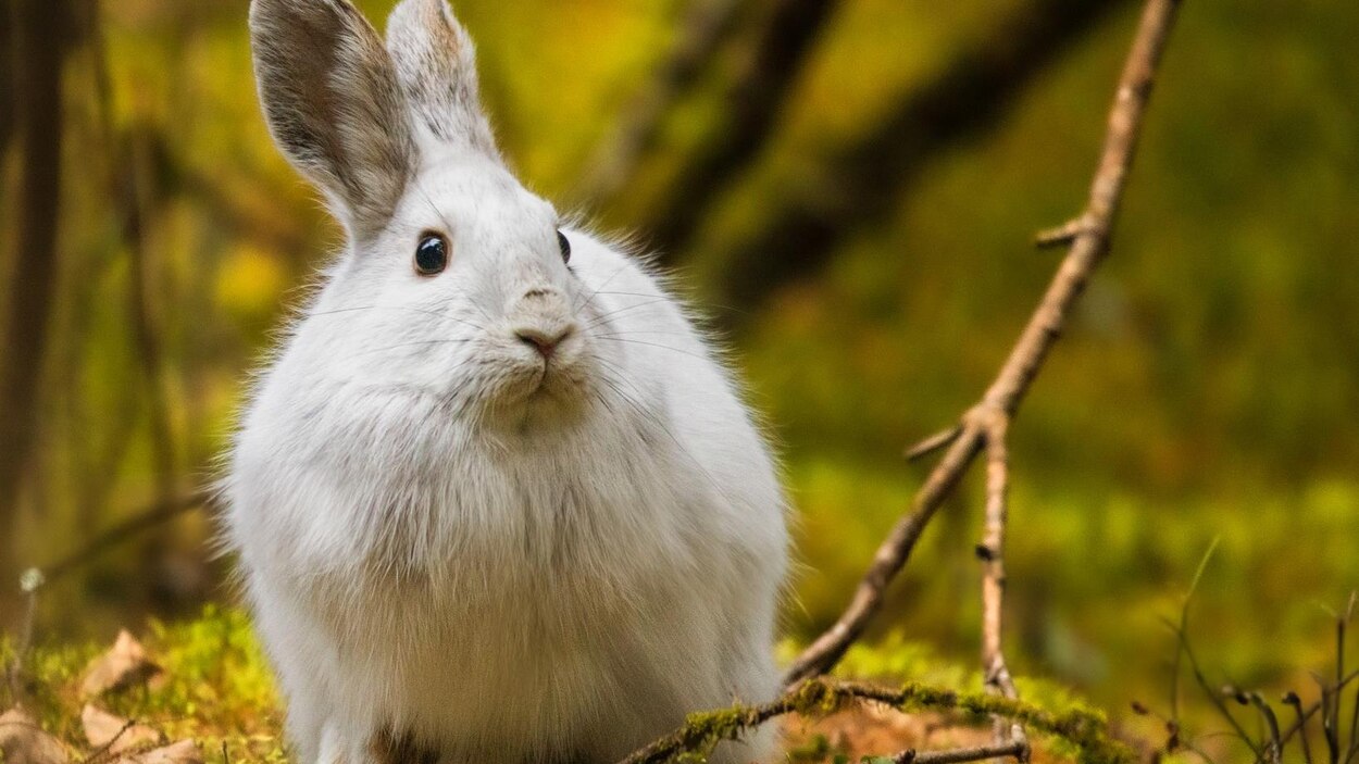 Le redoux hivernal est-il regrettable pour les animaux sauvages ...