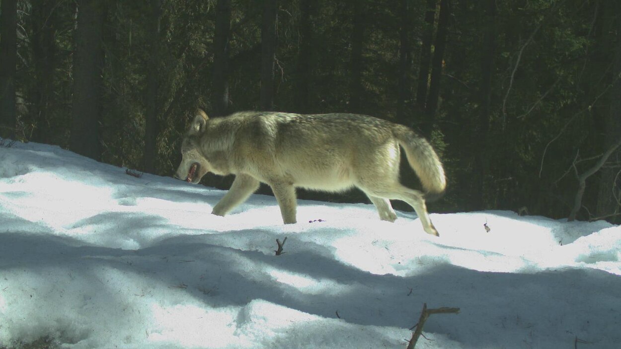 Une Meute De Loups Albertains Presque Reduite A Neant Radio Canada Ca