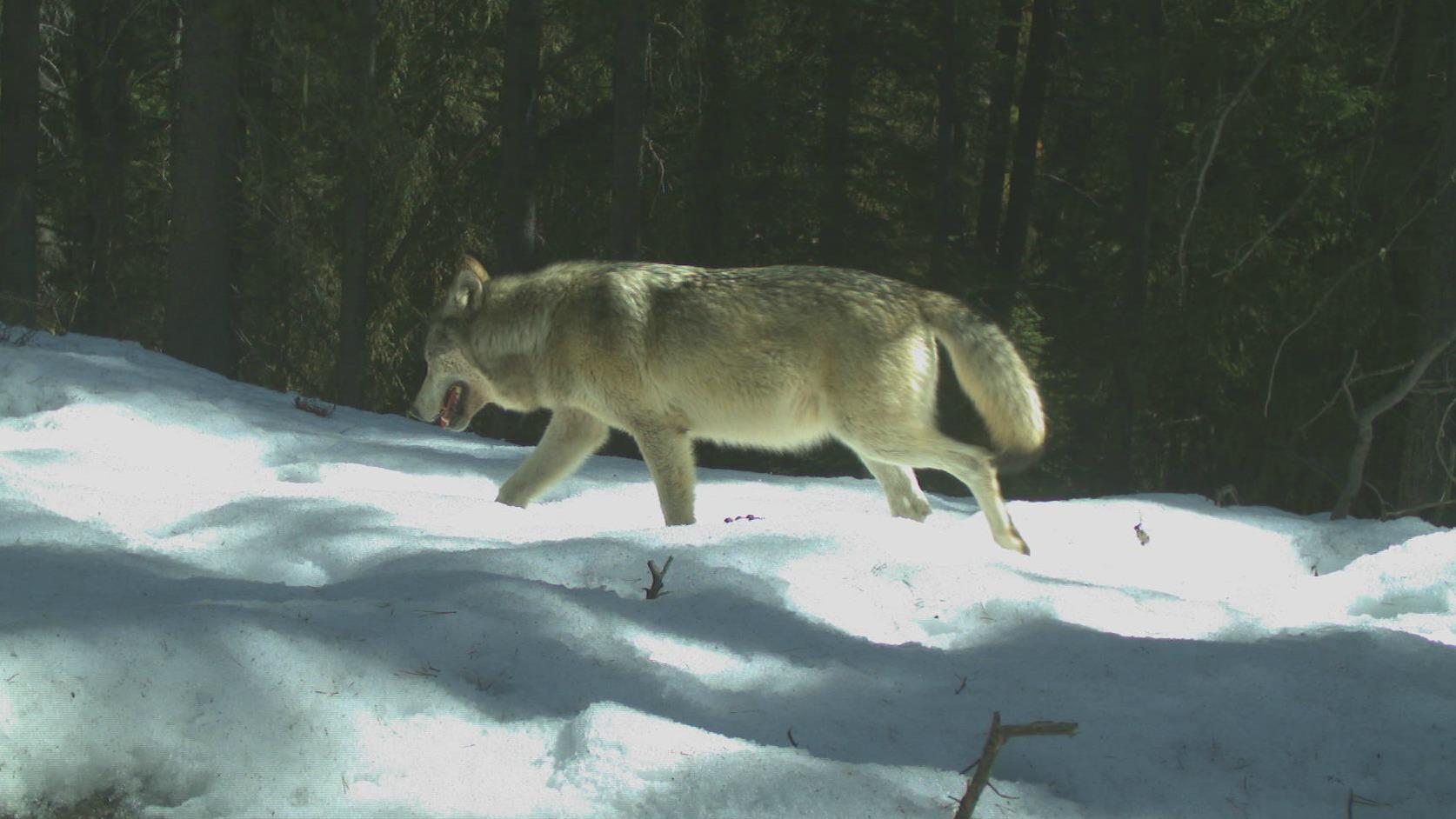 Une Meute De Loups Albertains Presque Reduite A Neant Radio Canada Ca Une Meute De Loups Albertains Presque Reduite A Neant Radio Canada Ca