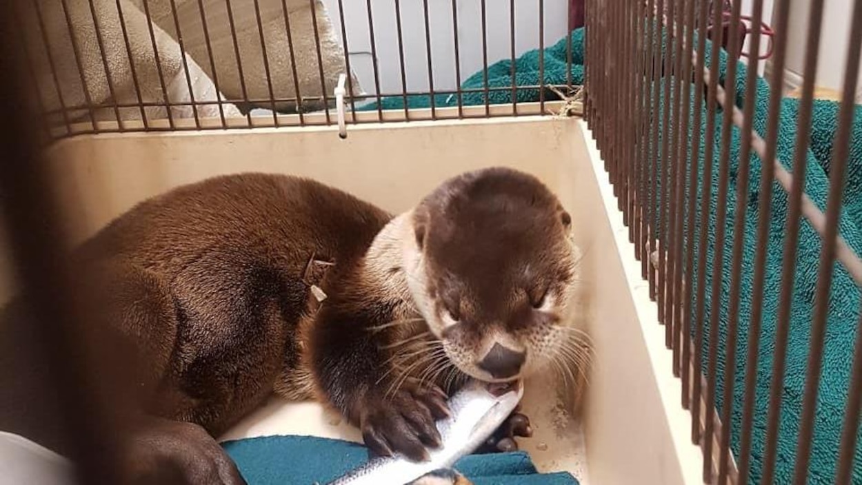 Une Loutre Vivant Sous Une Benne A Ordures De Retour Dans La Nature Radio Canada Ca