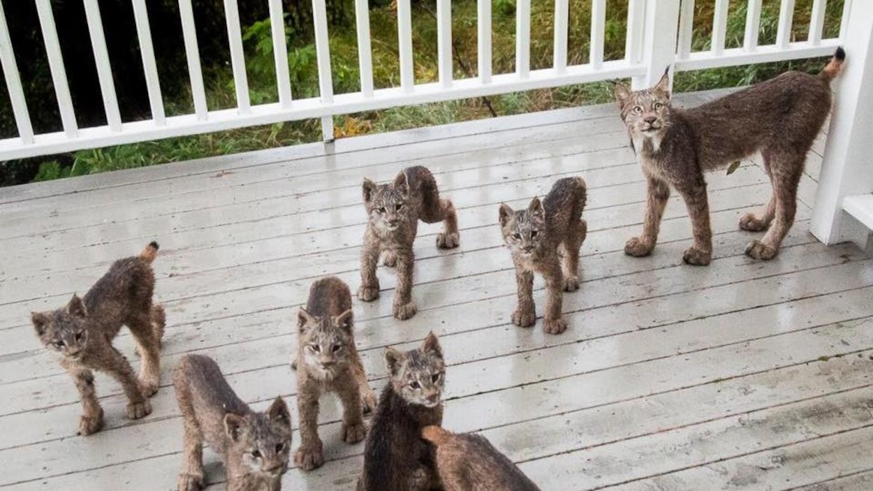 Une Terrasse Devient Un Terrain De Jeu Pour Des Bebes Lynx En Alaska Radio Canada Ca