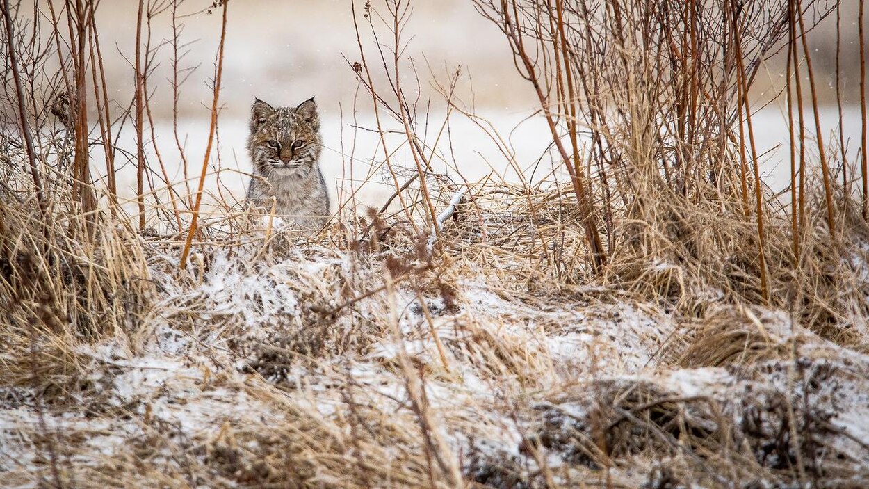 Un jeune lynx roux en détresse près de Sackville | Radio-Canada