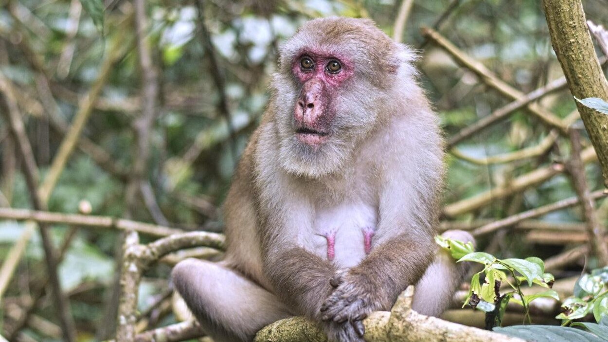 Les macaques s’isolent socialement avec le grand âge, comme les humains ...