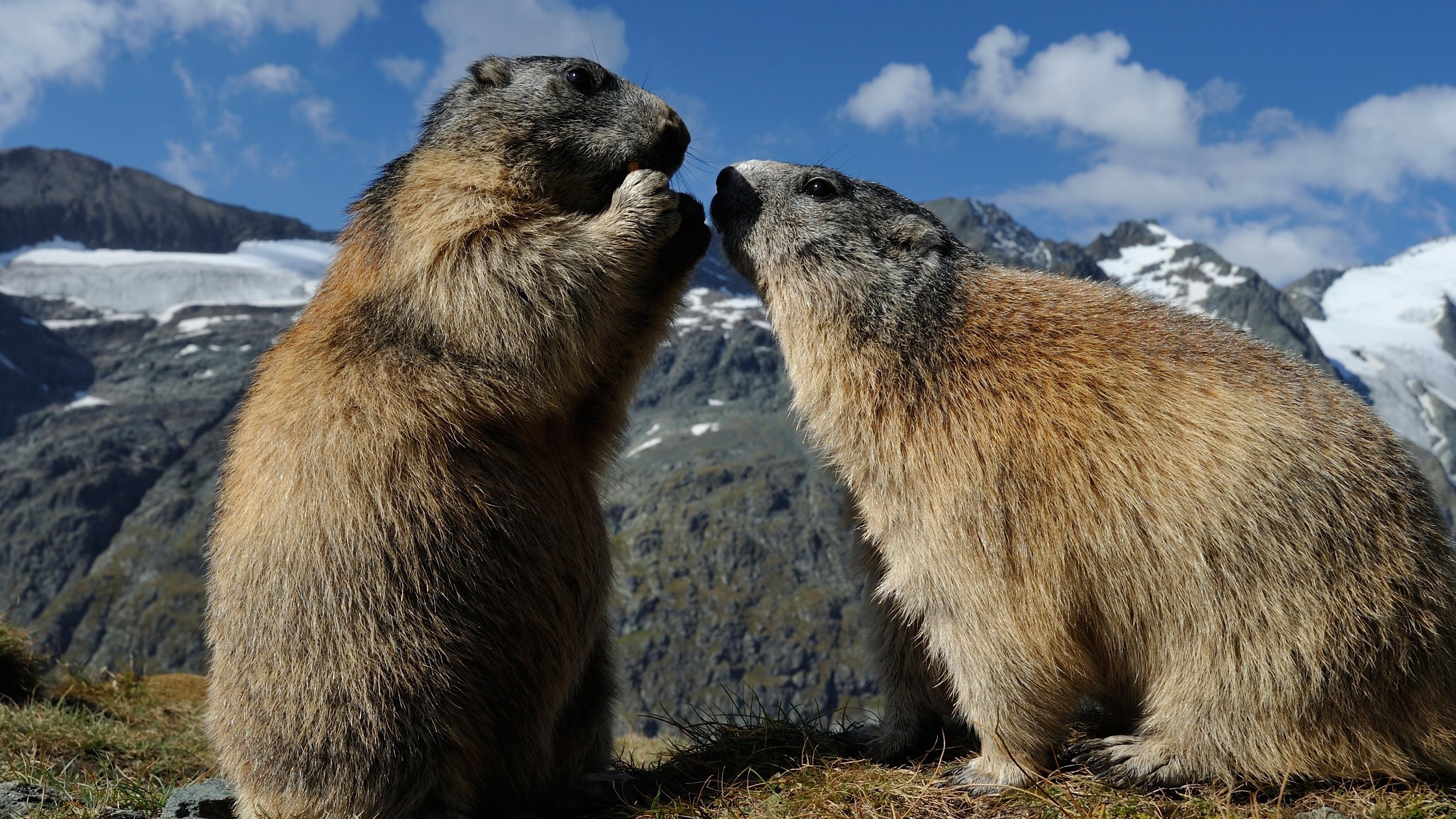 Quiz Le Jour De La Marmotte En 10 Questions Le Jour De La Marmotte En 10 Questions Ici Radio Canada Ca