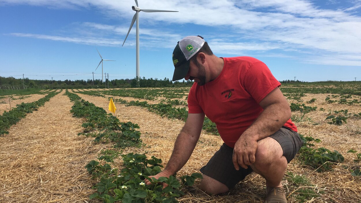 La culture des fraises plonge sur l'ÎleduPrinceÉdouard RadioCanada