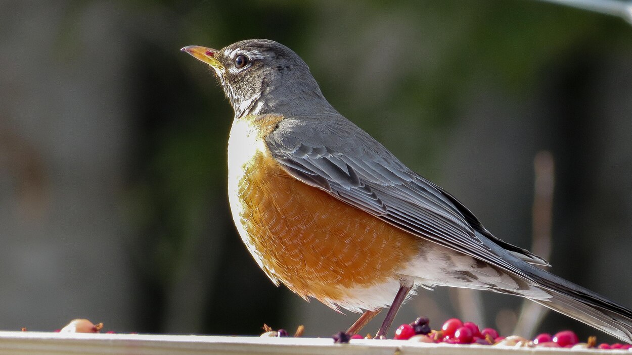 observer les oiseaux chez soi un loisir utile pour la science radio canada ca