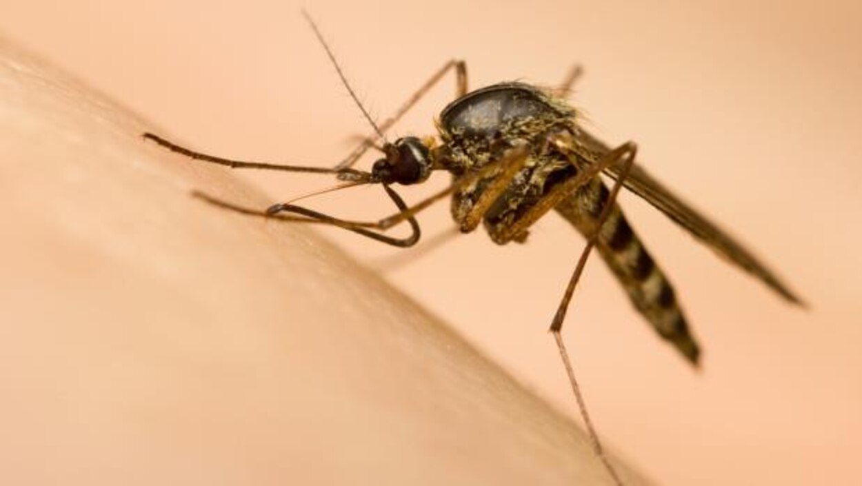 Insectes piqueurs : une saison haute en petits désagréments en ...