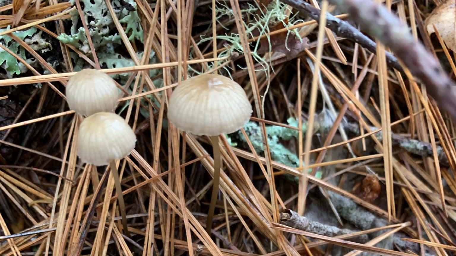 MycoMap : chasse aux champignons pour documenter la biodiversité