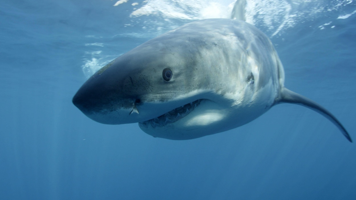 Un Grand Requin Blanc Dans Une Ville Touristique Pres D Halifax Radio Canada Ca